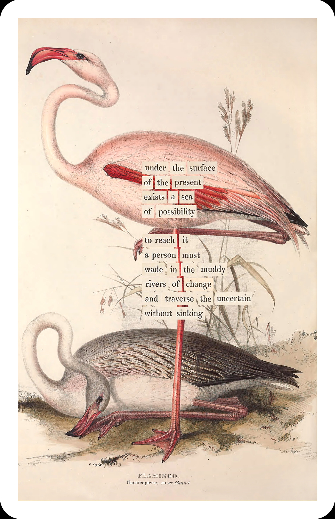 An Almanac of Birds