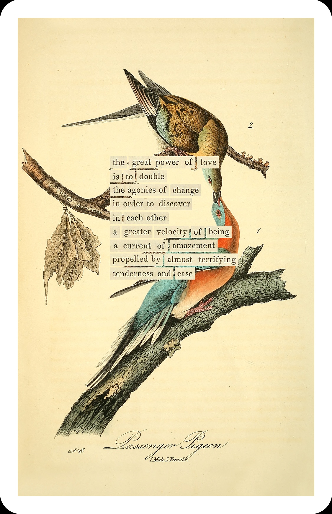 An Almanac of Birds