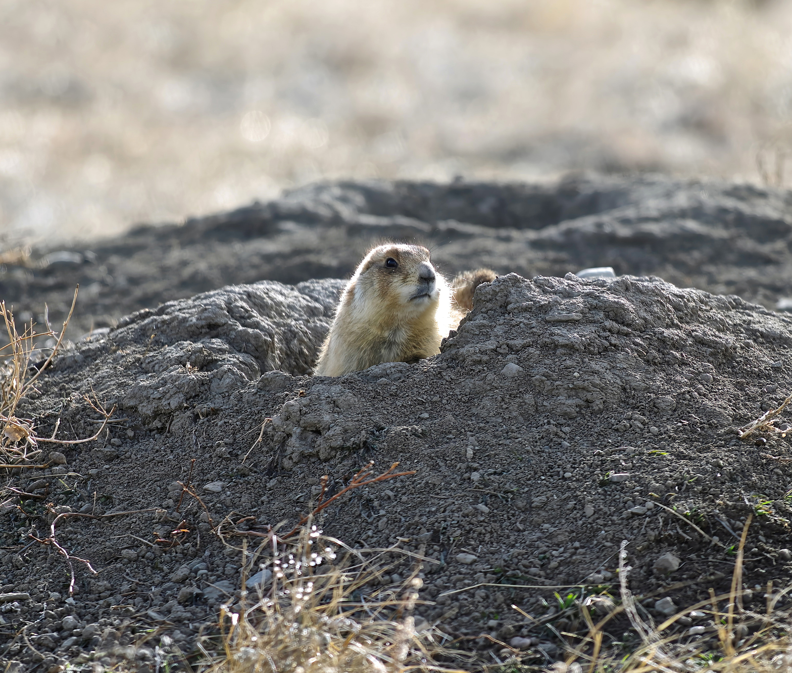 At Home with the Prairie Dog