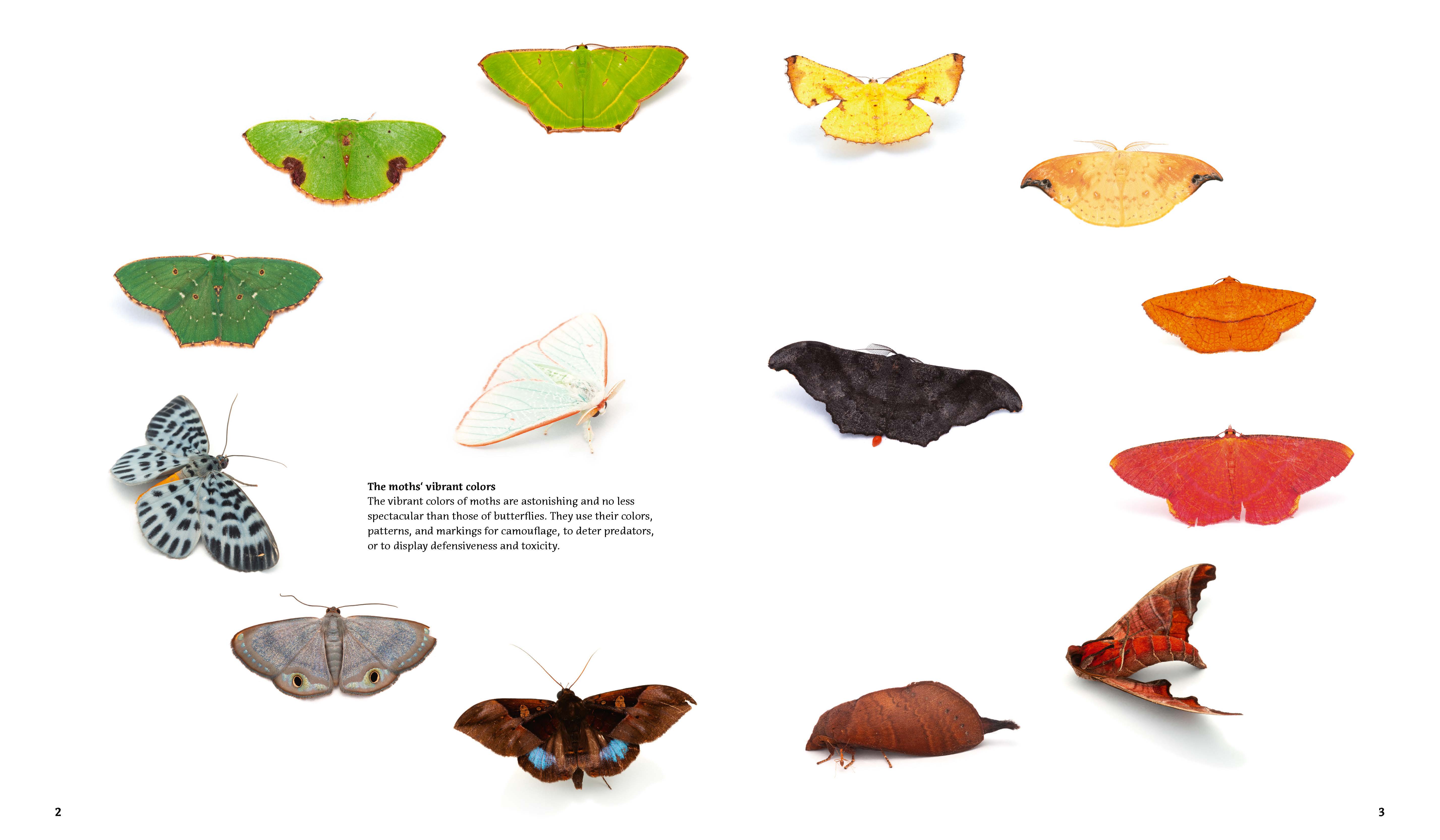 Moths and Orangutans in the Rainforest of Sumatra