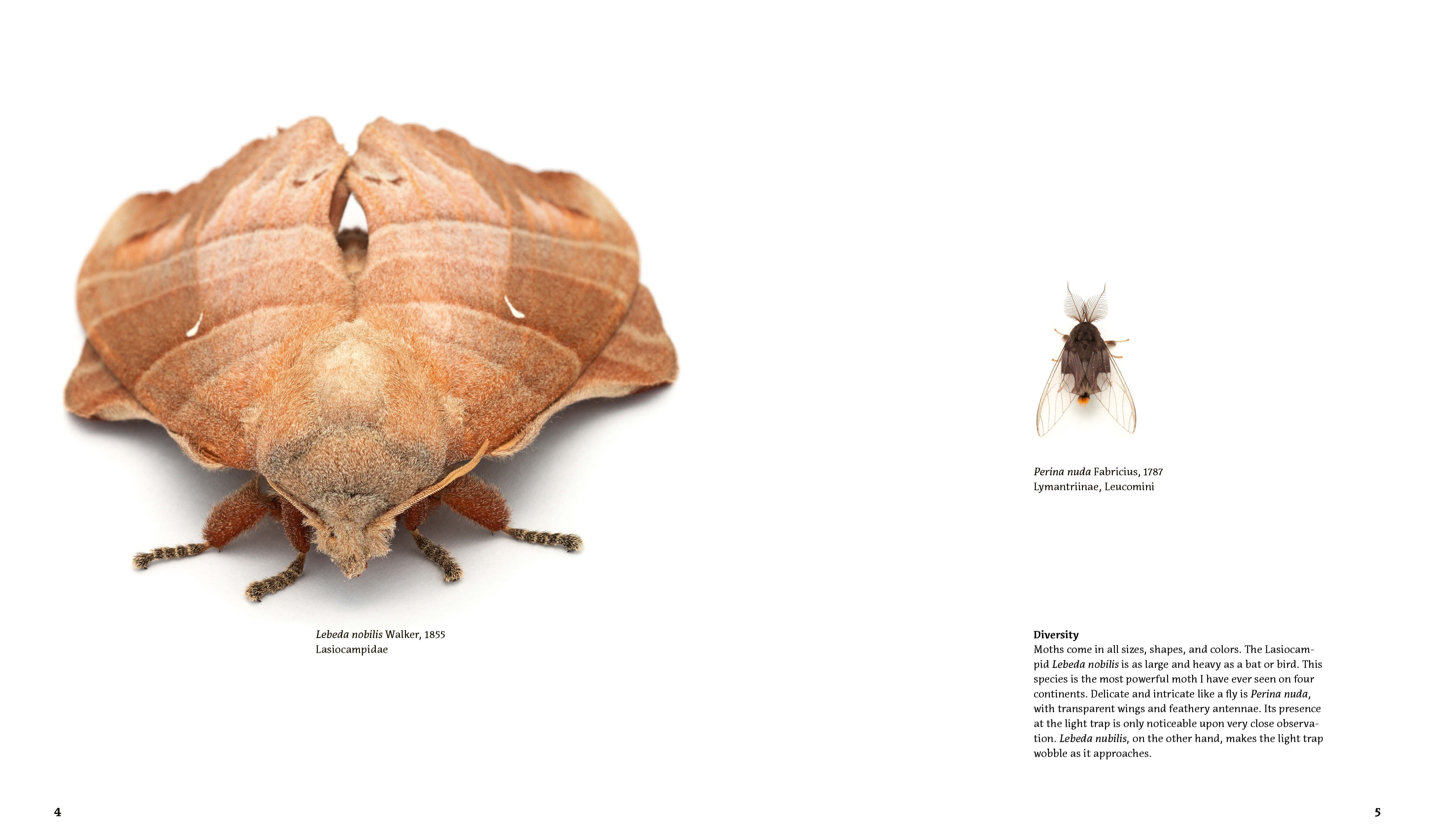 Moths and Orangutans in the Rainforest of Sumatra