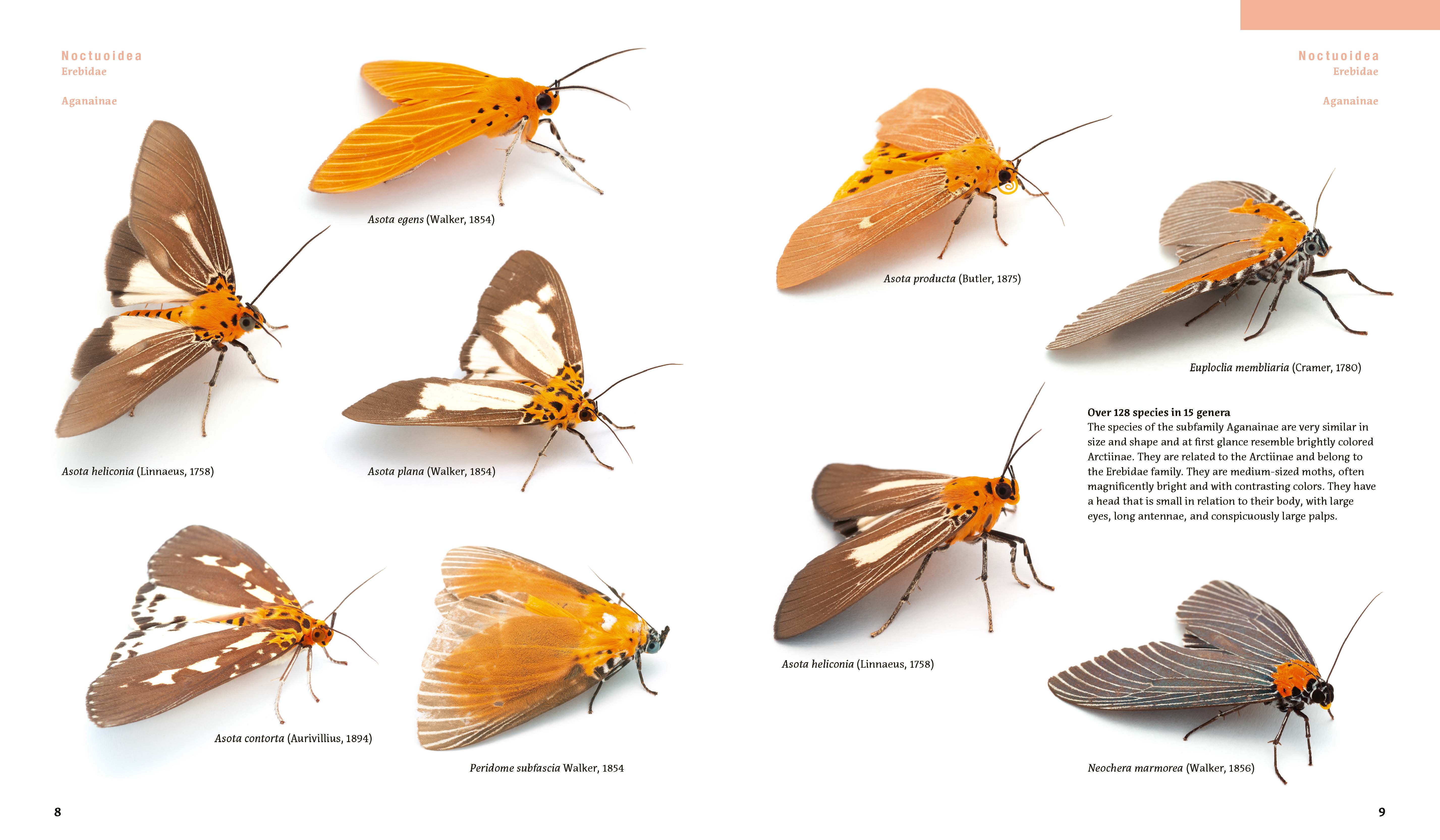 Moths and Orangutans in the Rainforest of Sumatra