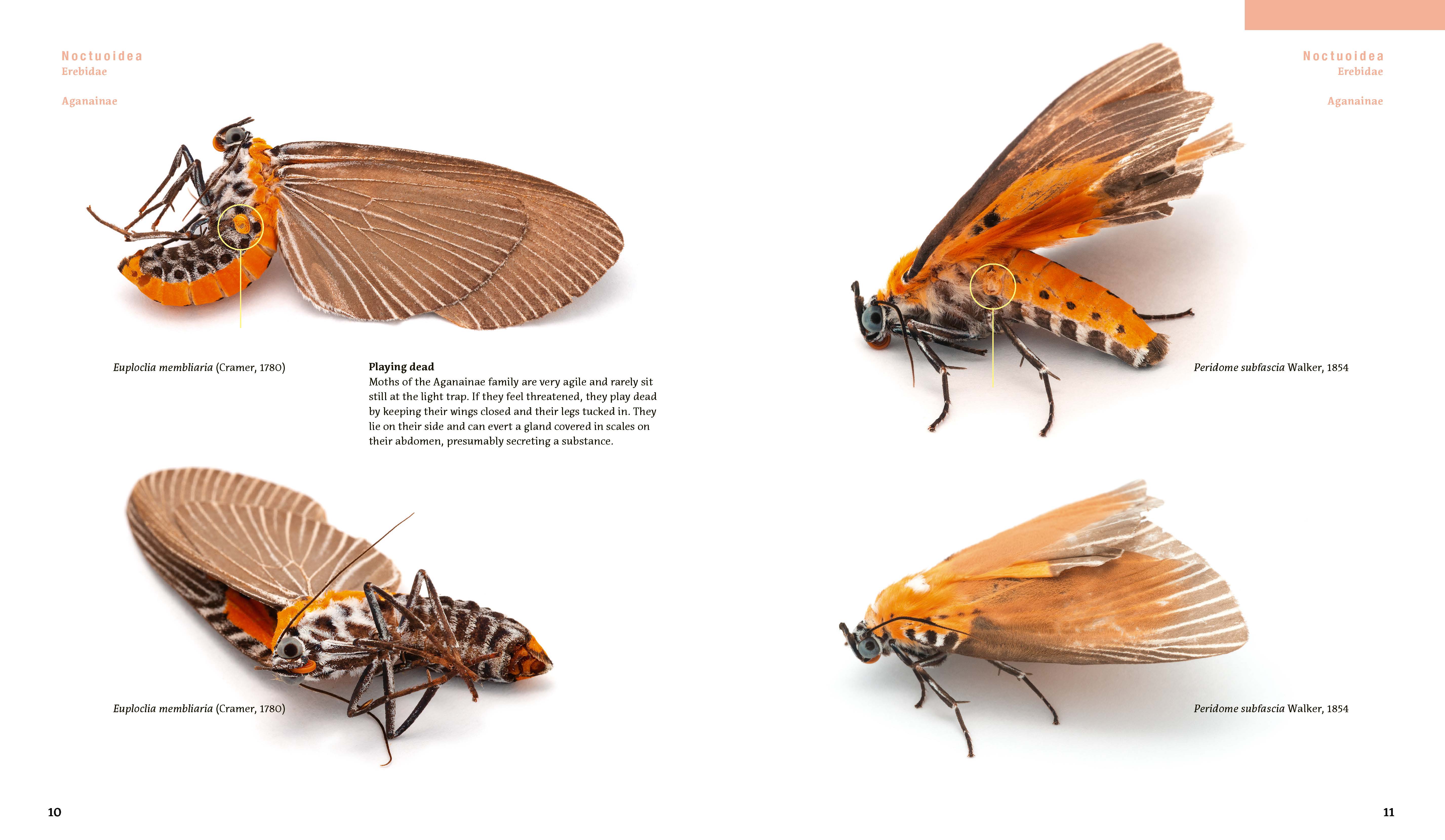 Moths and Orangutans in the Rainforest of Sumatra