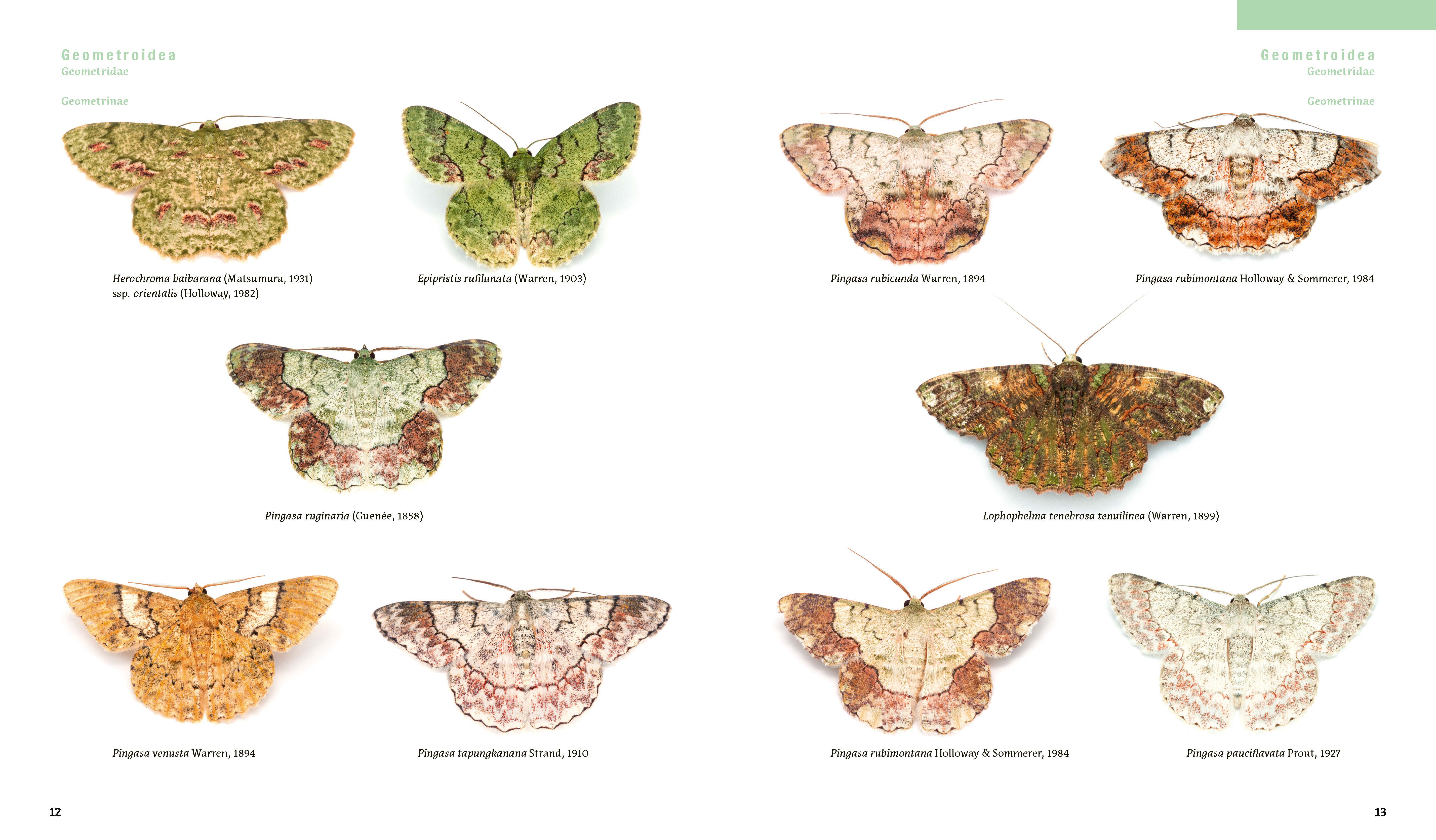 Moths and Orangutans in the Rainforest of Sumatra