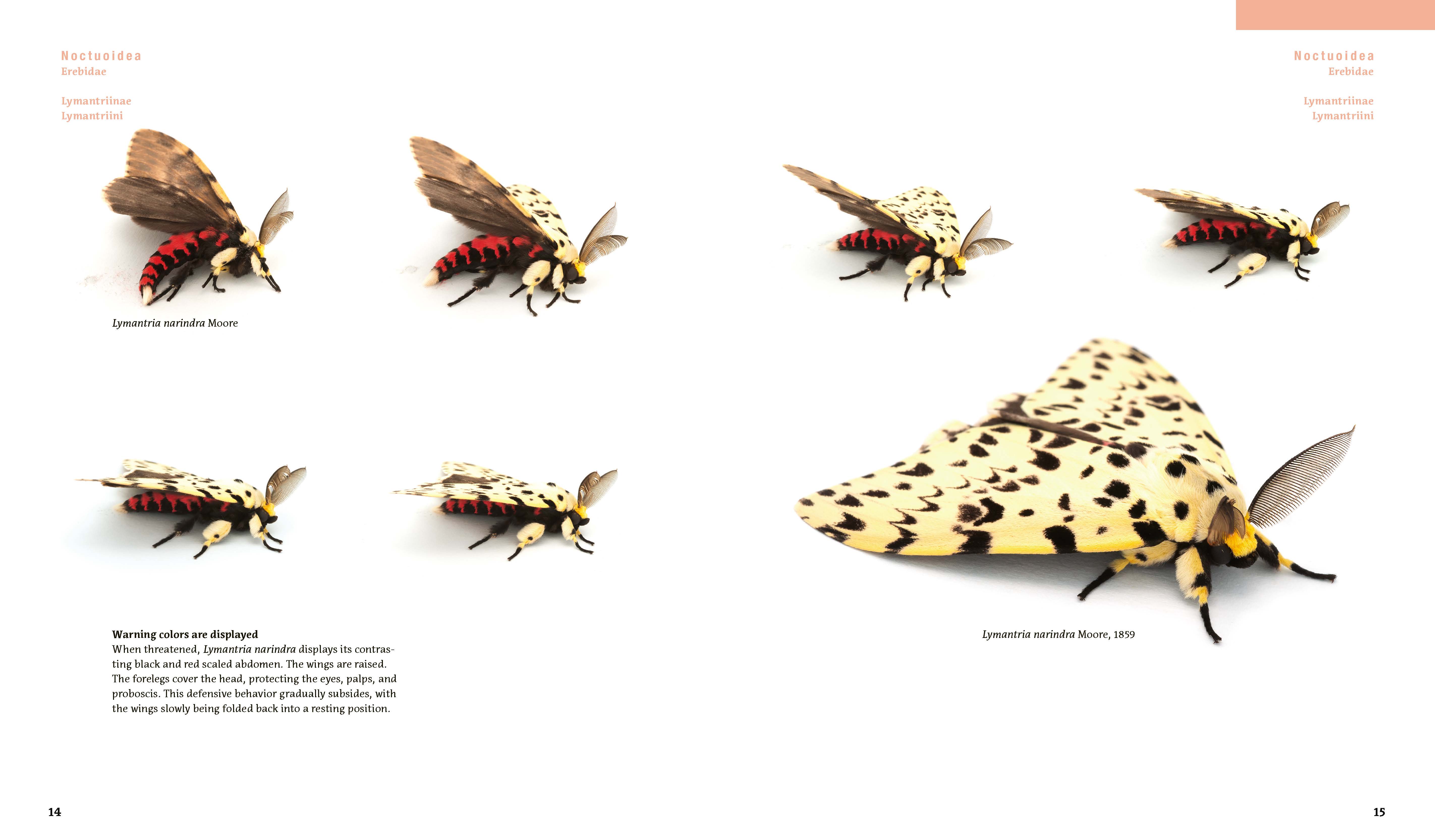 Moths and Orangutans in the Rainforest of Sumatra