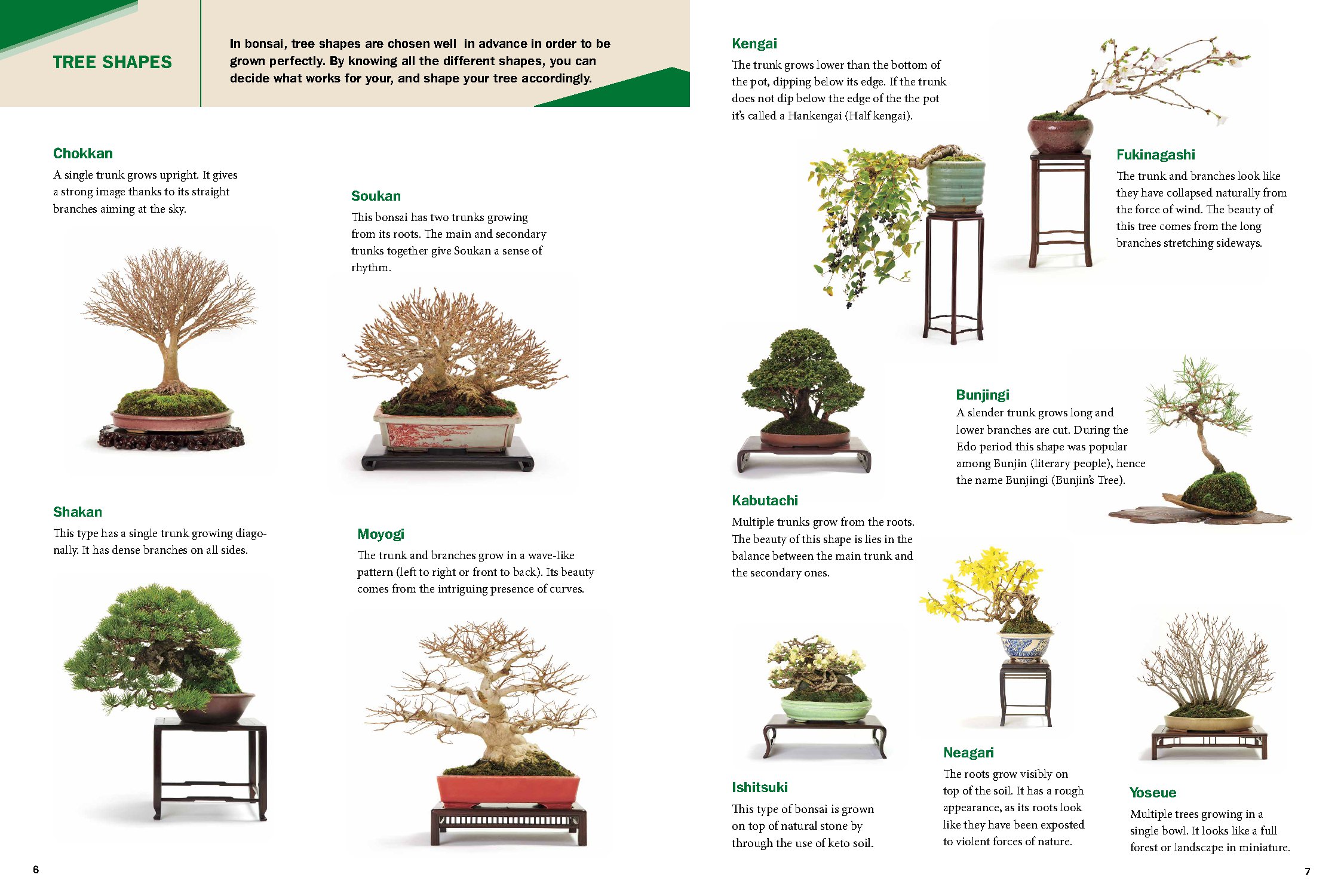 The Ultimate Bonsai Handbook