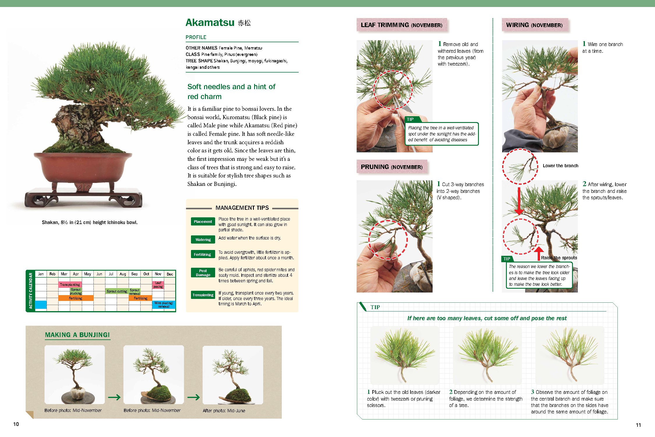 The Ultimate Bonsai Handbook