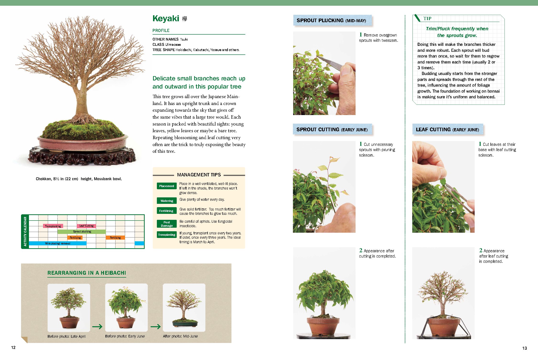 The Ultimate Bonsai Handbook