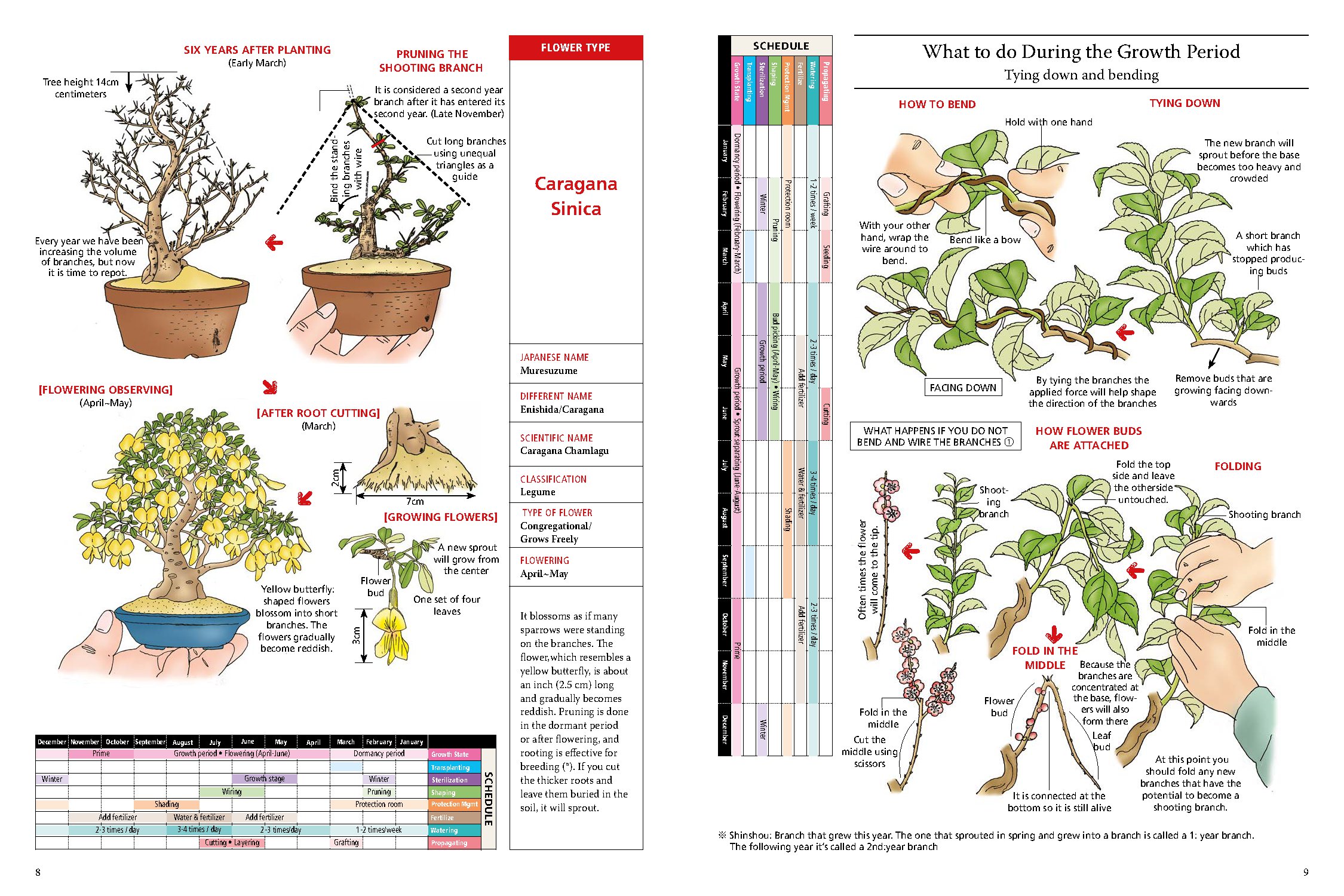 Introduction to Bonsai