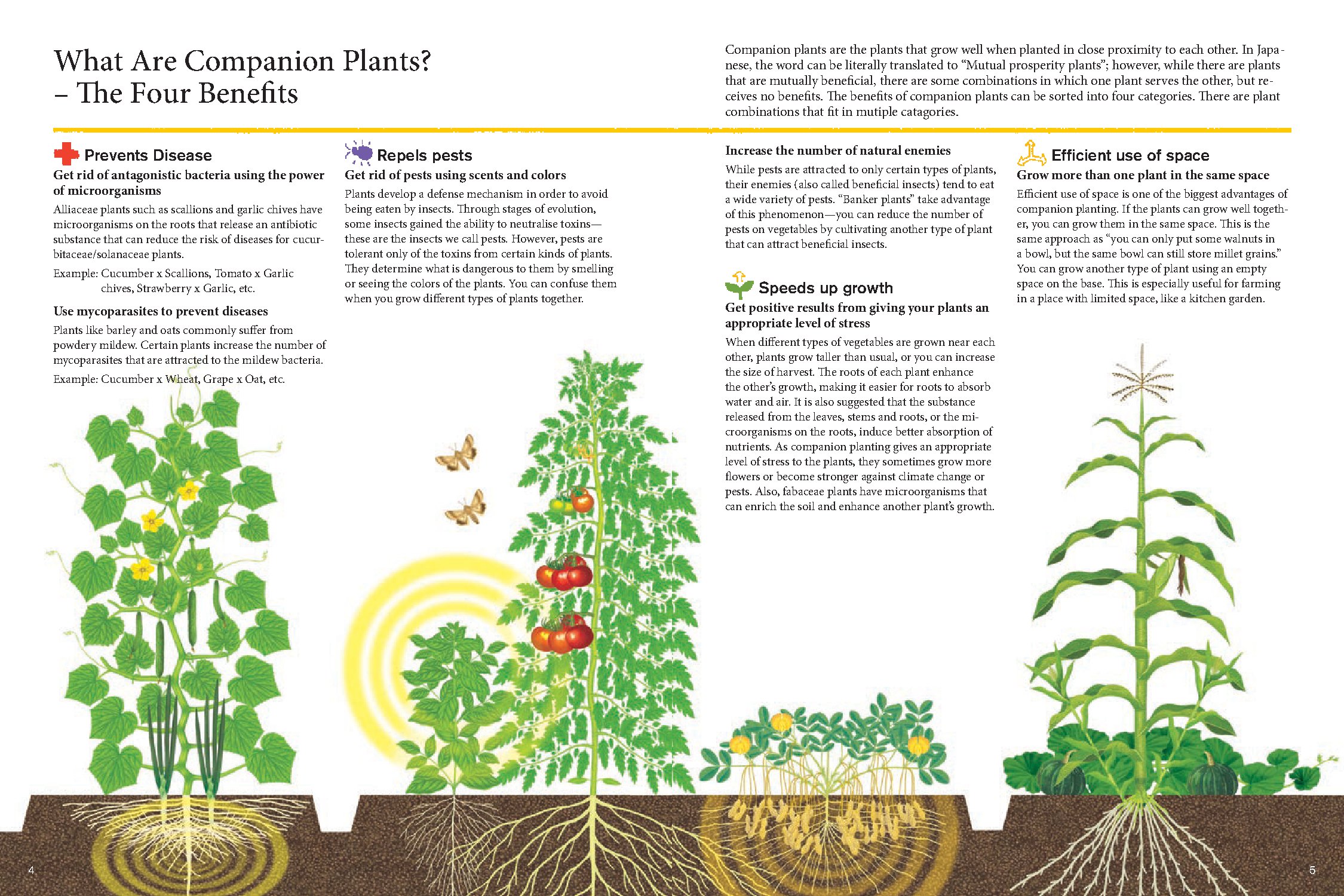 Japanese Style Companion Planting