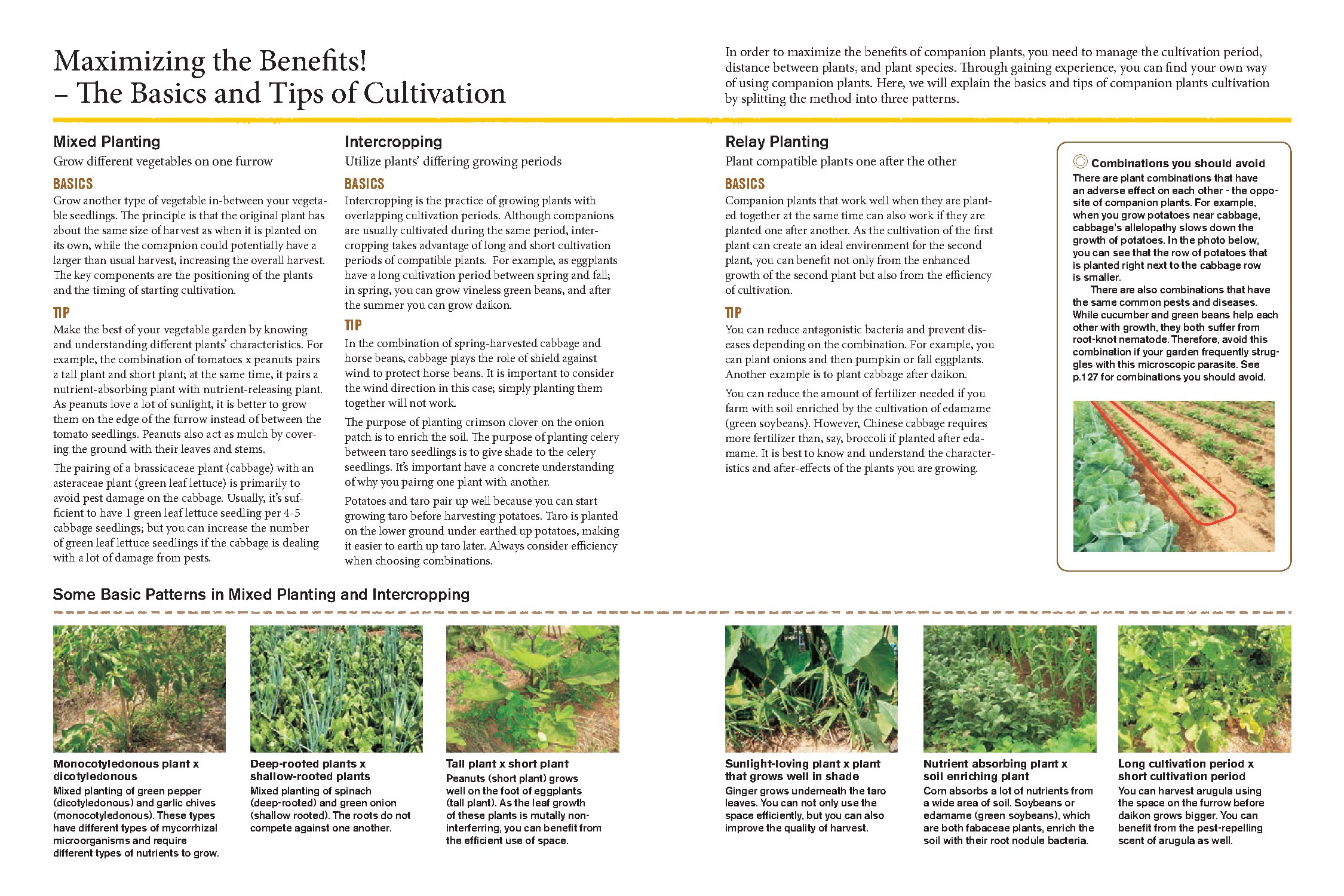 Japanese Style Companion Planting
