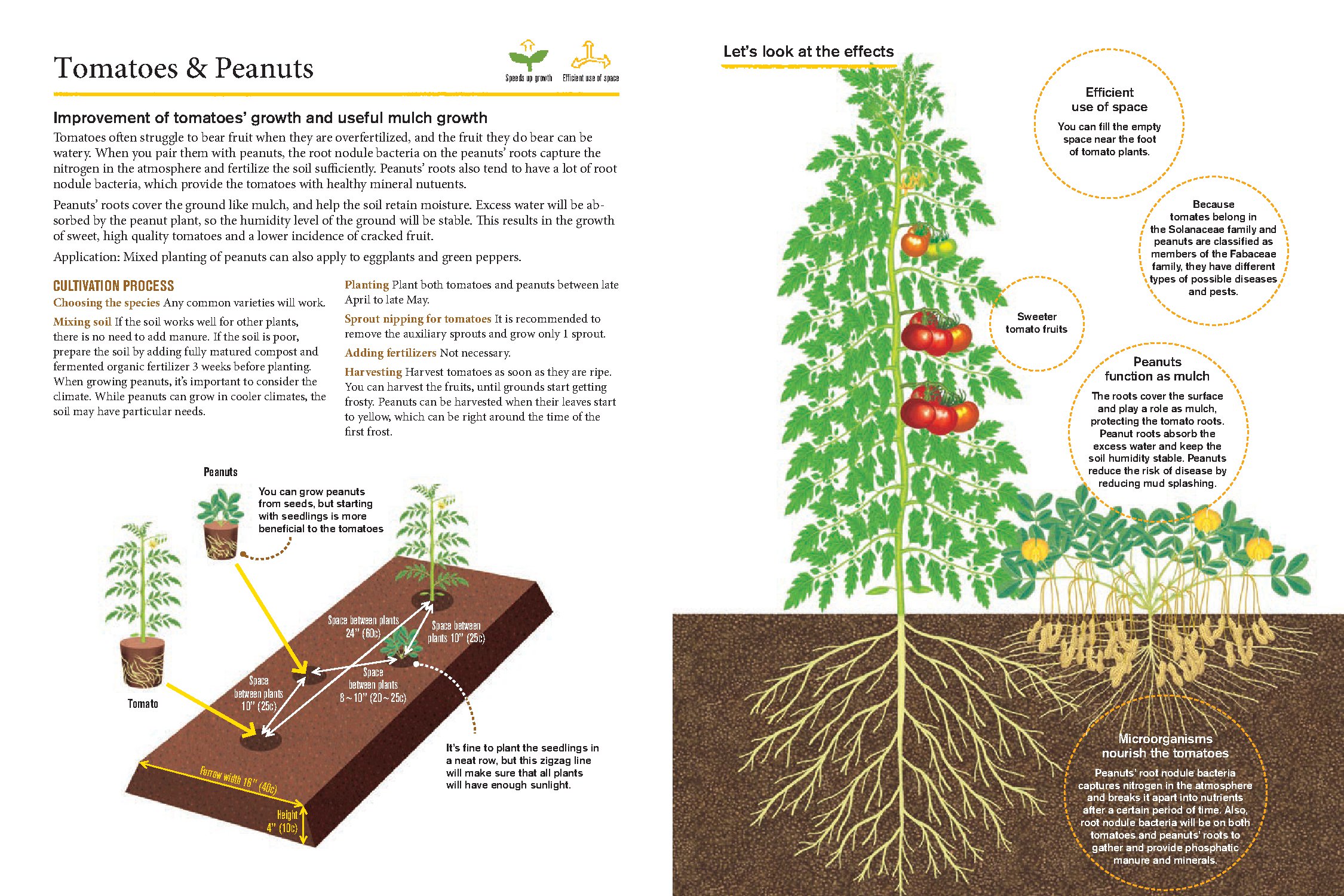 Japanese Style Companion Planting