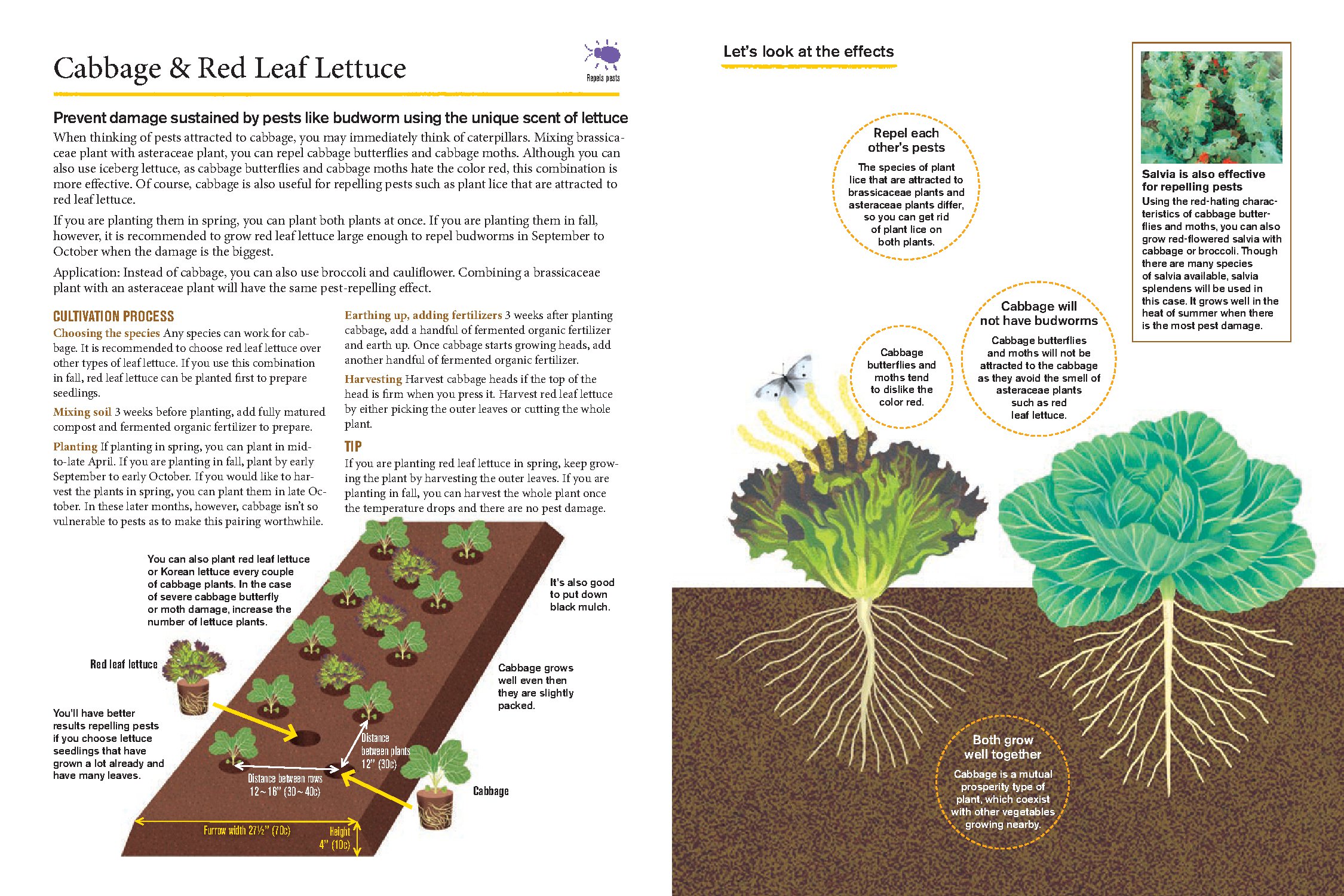 Japanese Style Companion Planting