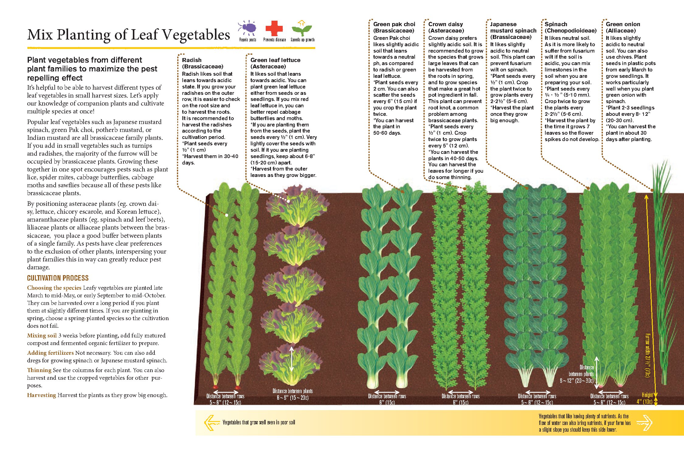 Japanese Style Companion Planting