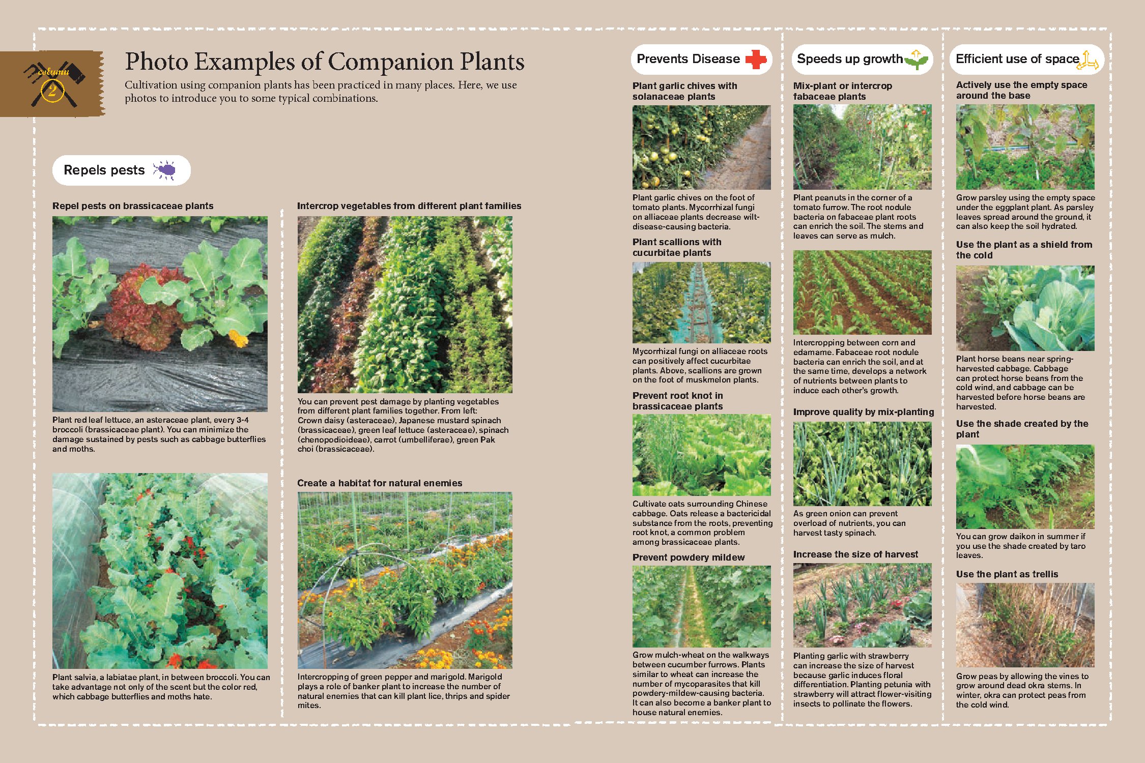 Japanese Style Companion Planting