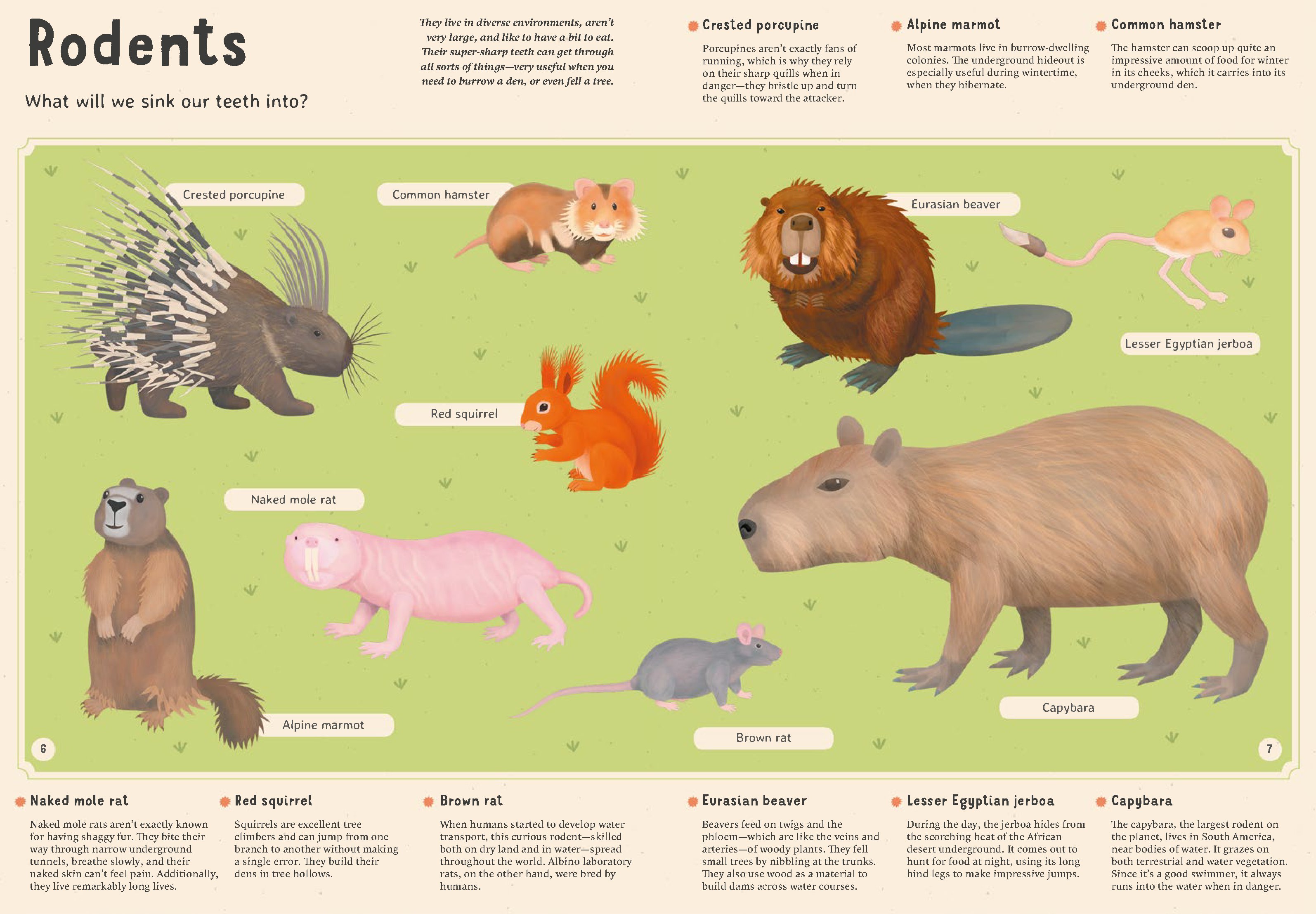 Encyclopedia of Animals for Young Readers