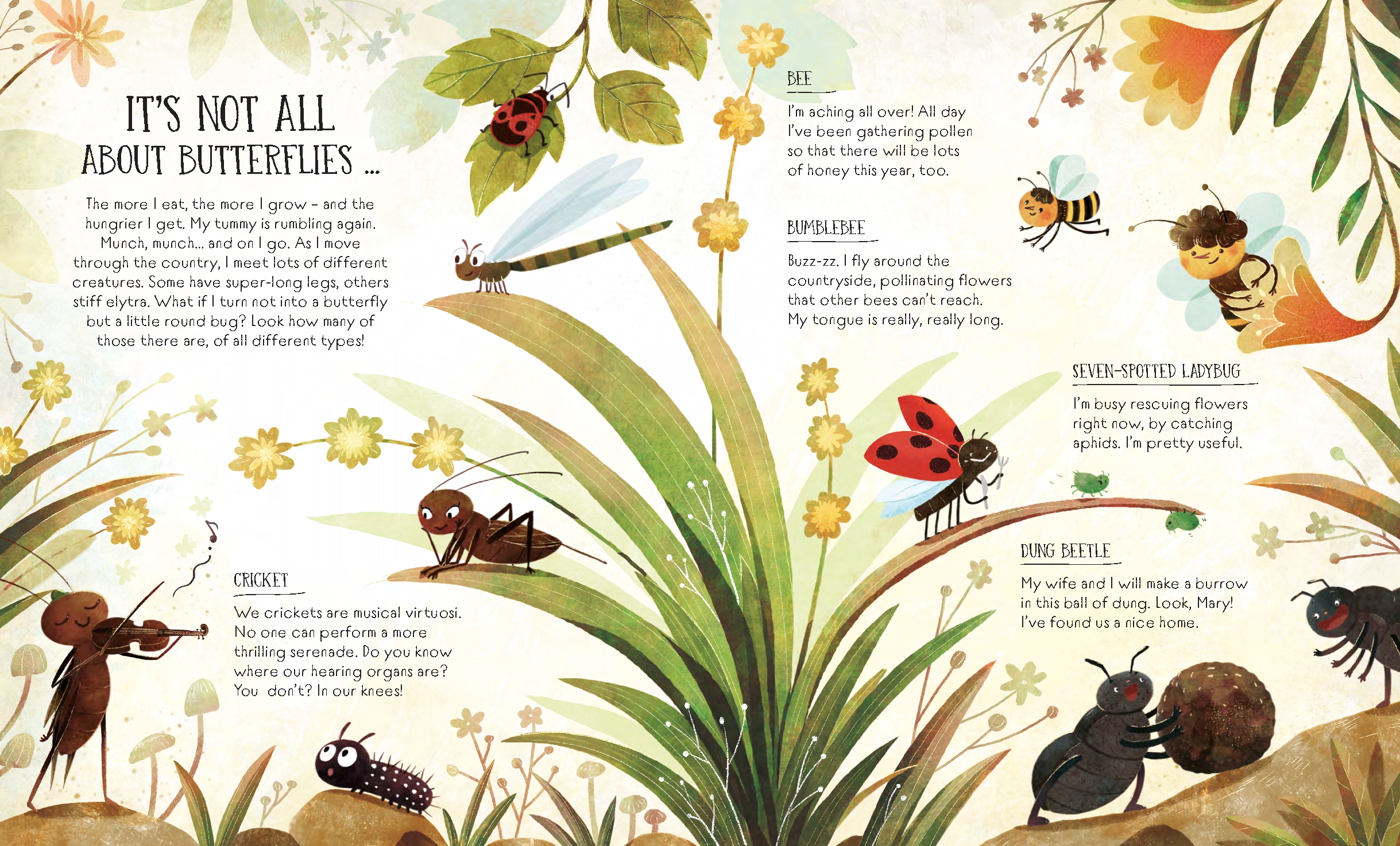 The Life of a Butterfly