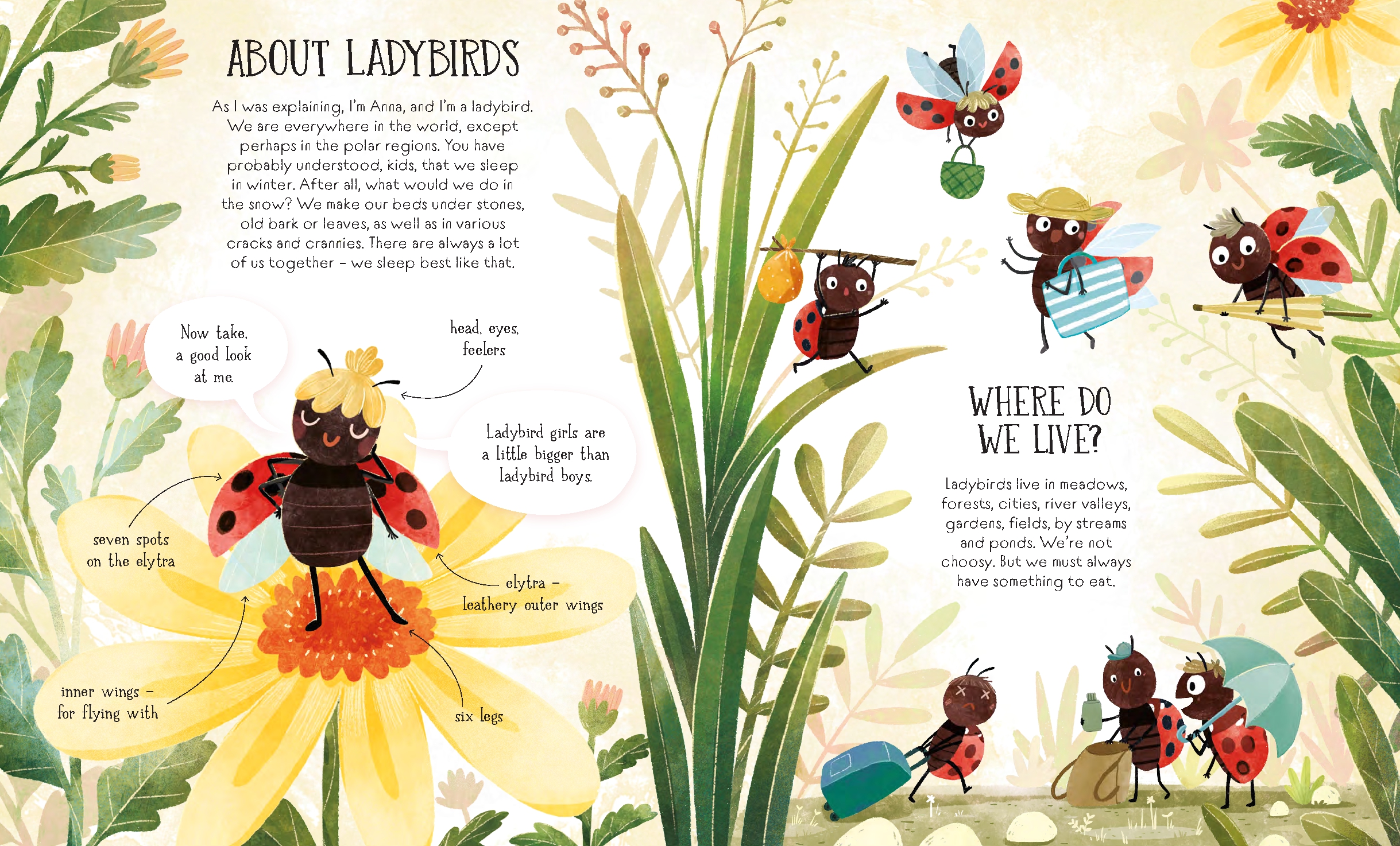 The Life of a Ladybug