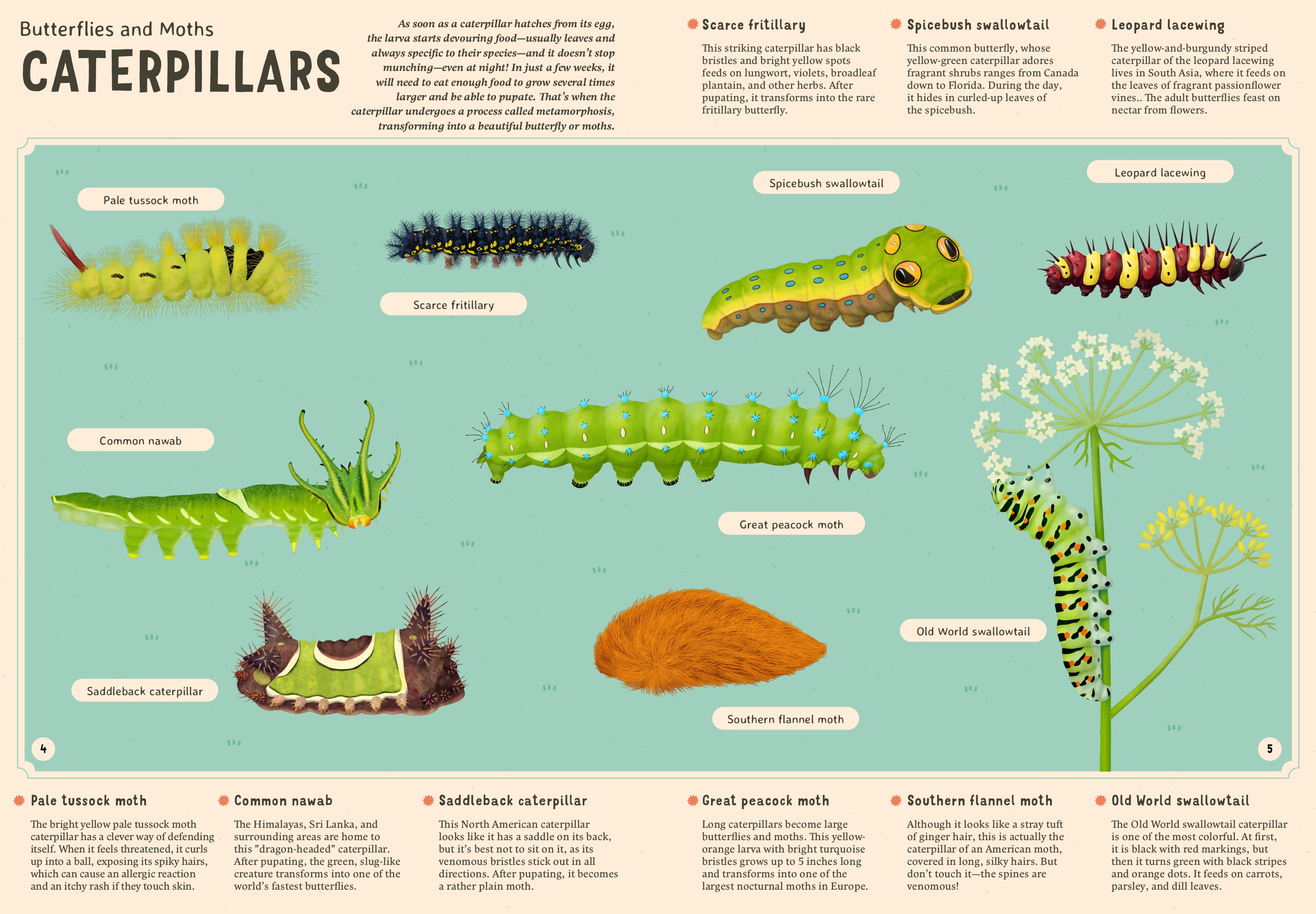 Encyclopedia of Insects for Young Readers