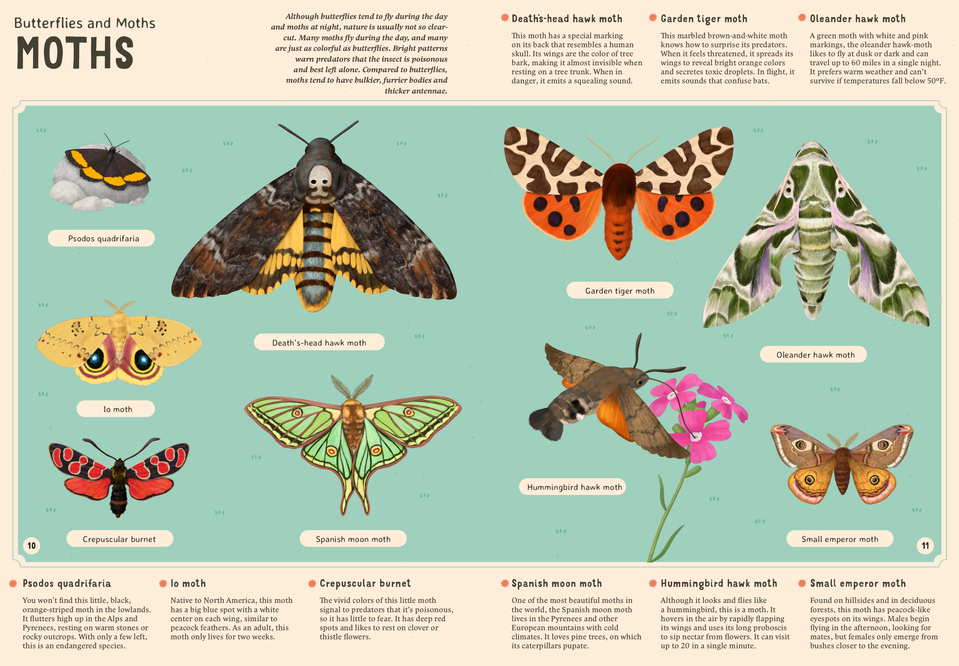 Encyclopedia of Insects for Young Readers