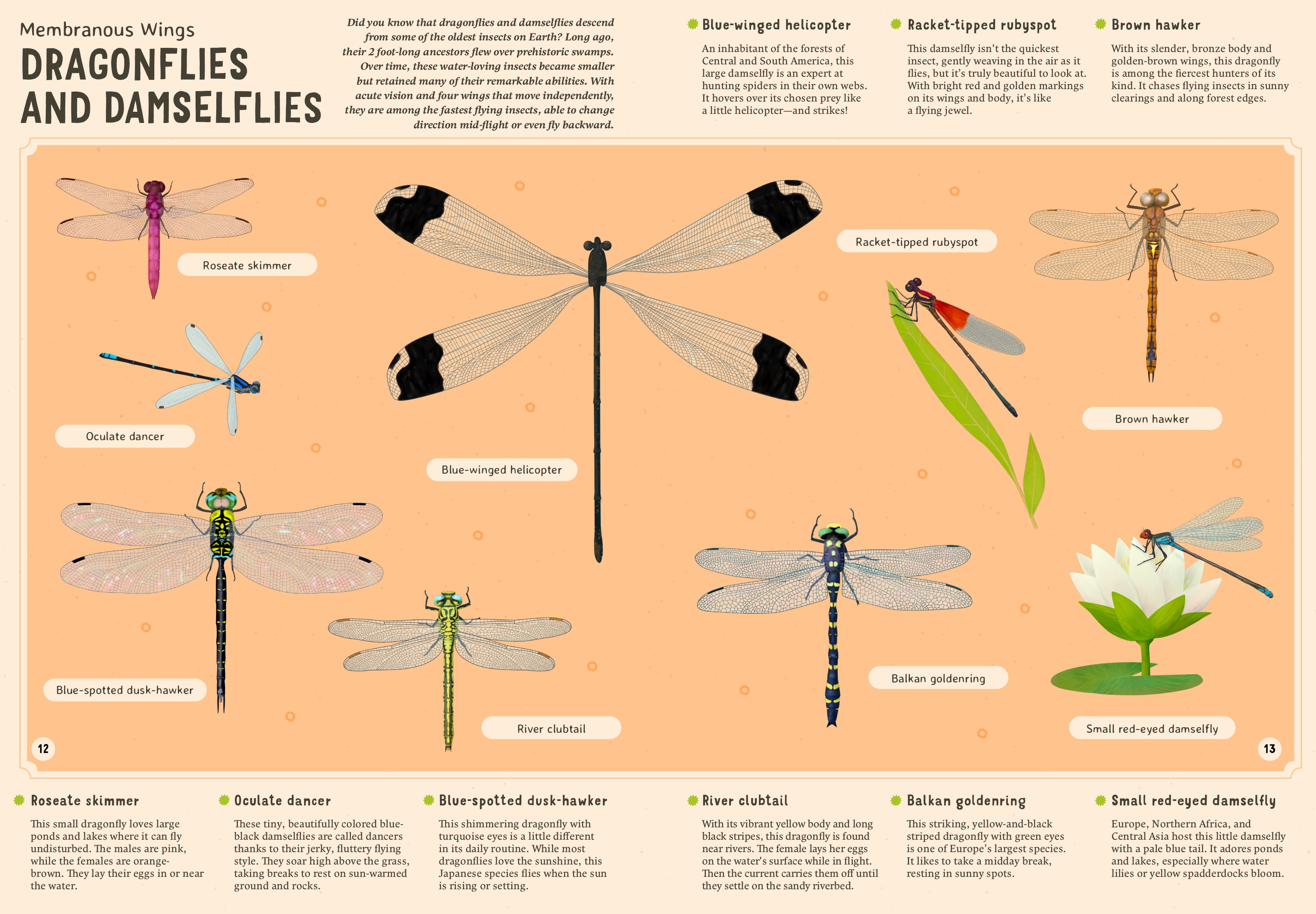 Encyclopedia of Insects for Young Readers