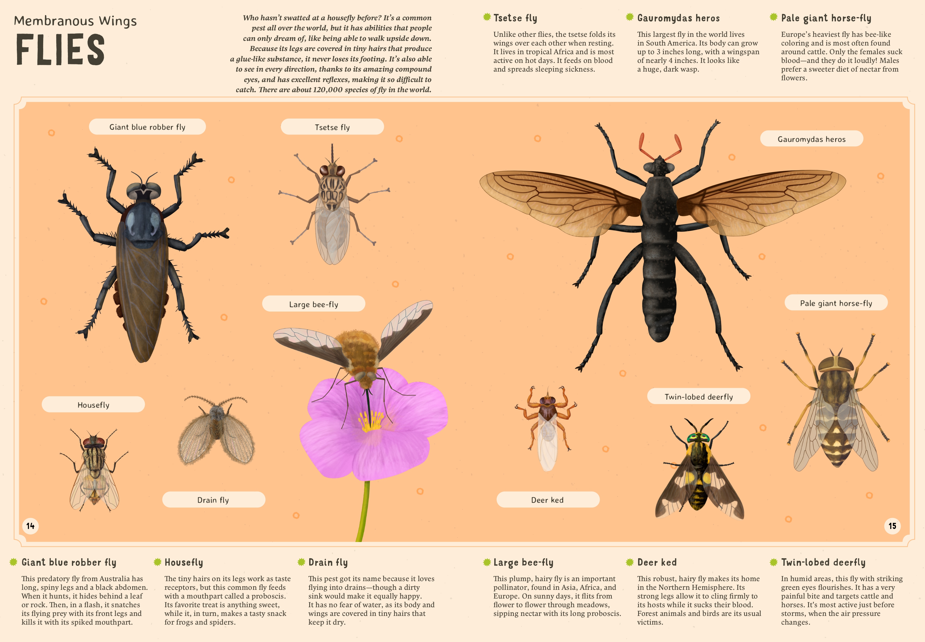 Encyclopedia of Insects for Young Readers