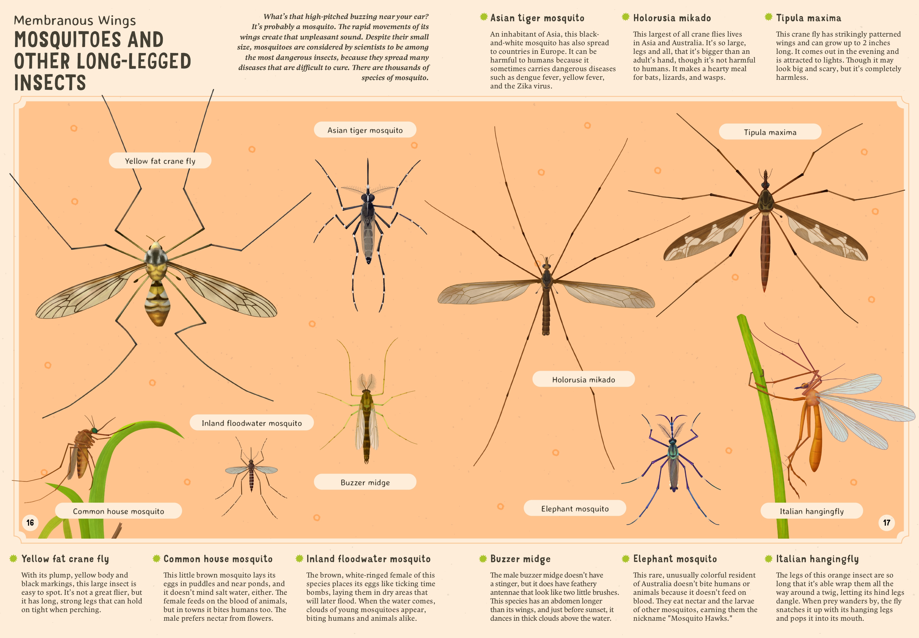Encyclopedia of Insects for Young Readers