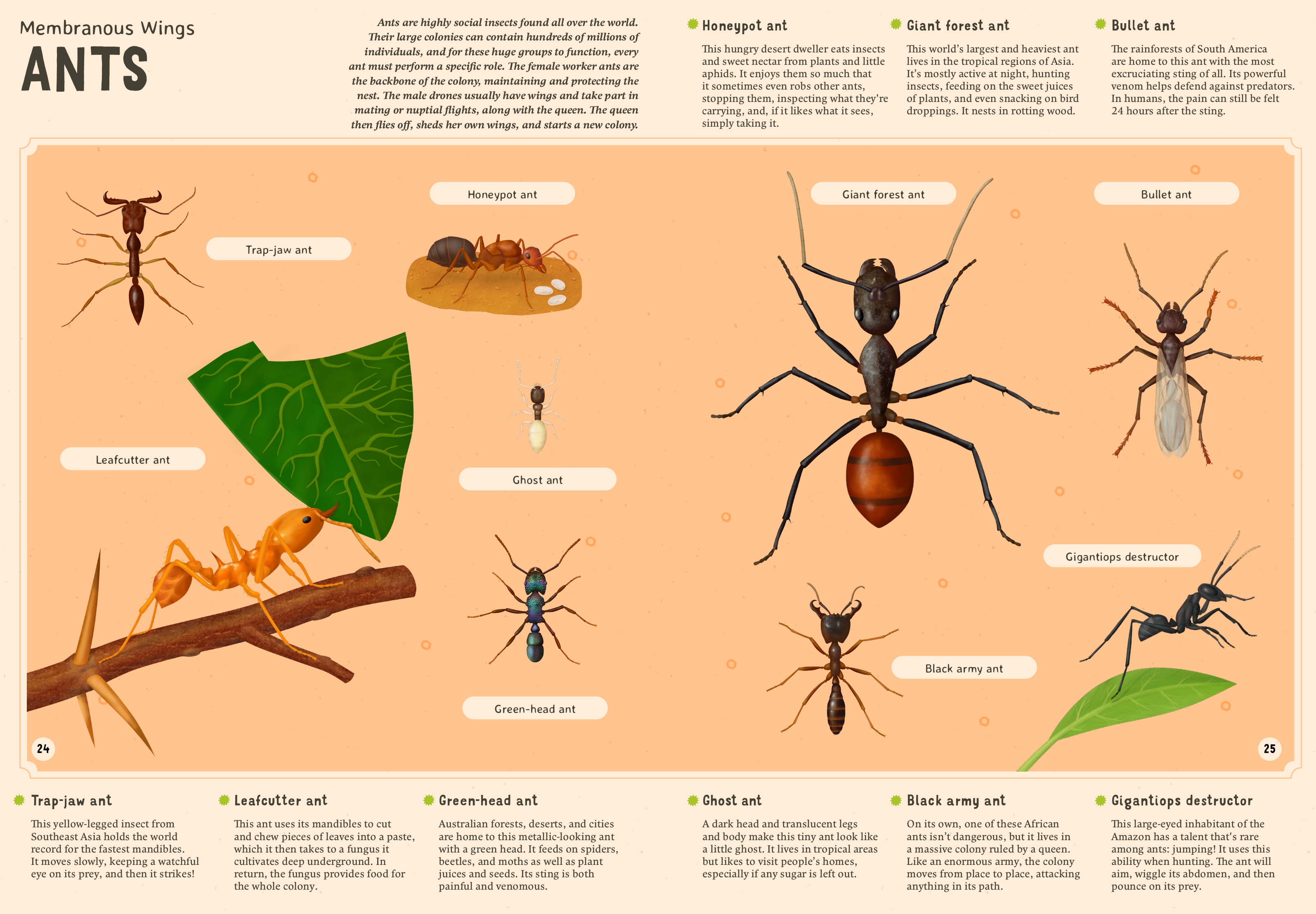 Encyclopedia of Insects for Young Readers