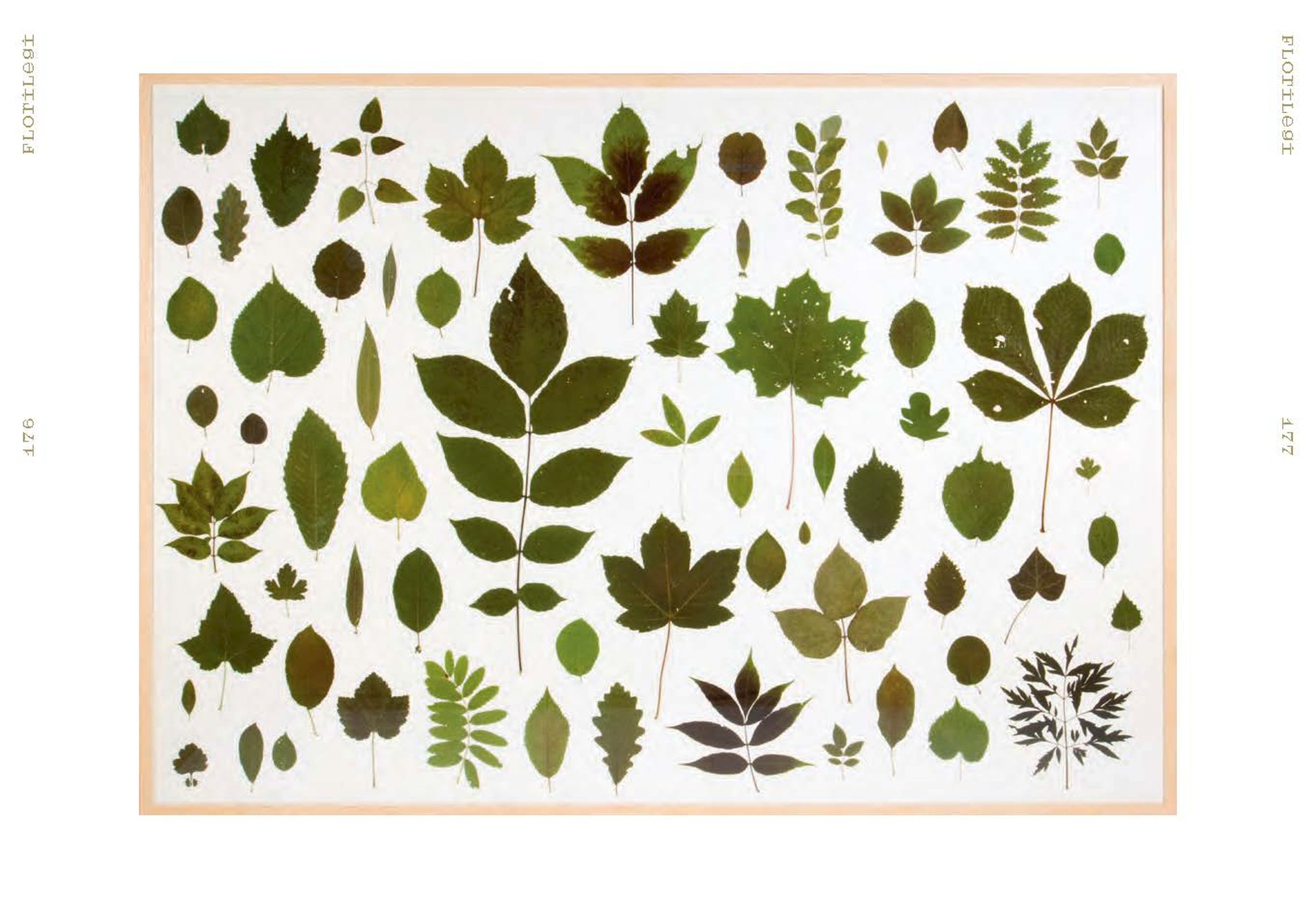 A Herbaria of Plants, Floras and Botanical Treasures