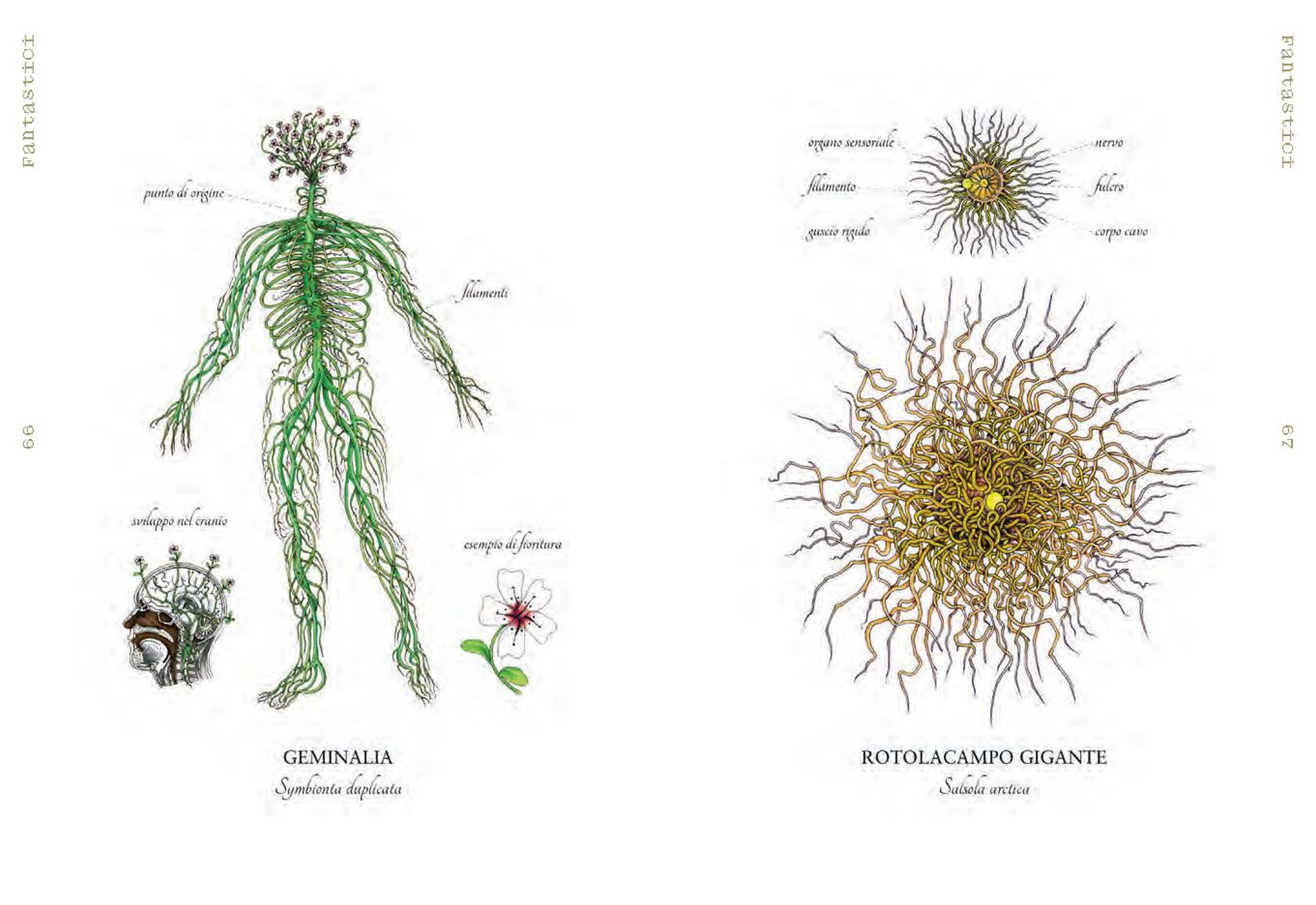 A Herbaria of Plants, Floras and Botanical Treasures