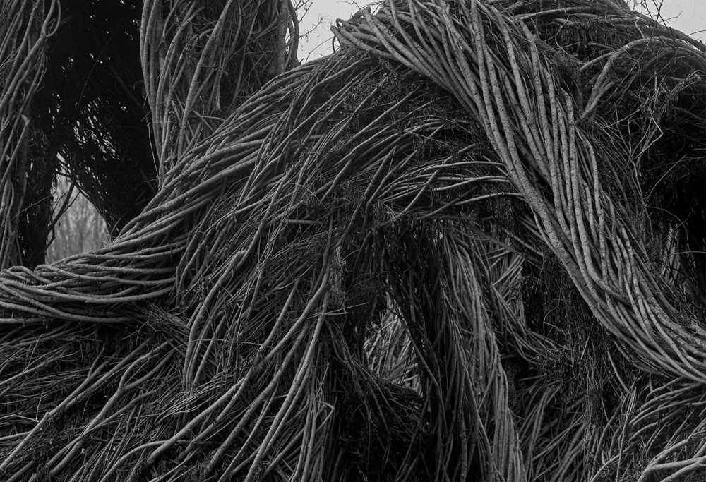 Patrick Dougherty | James Florio: Sticks