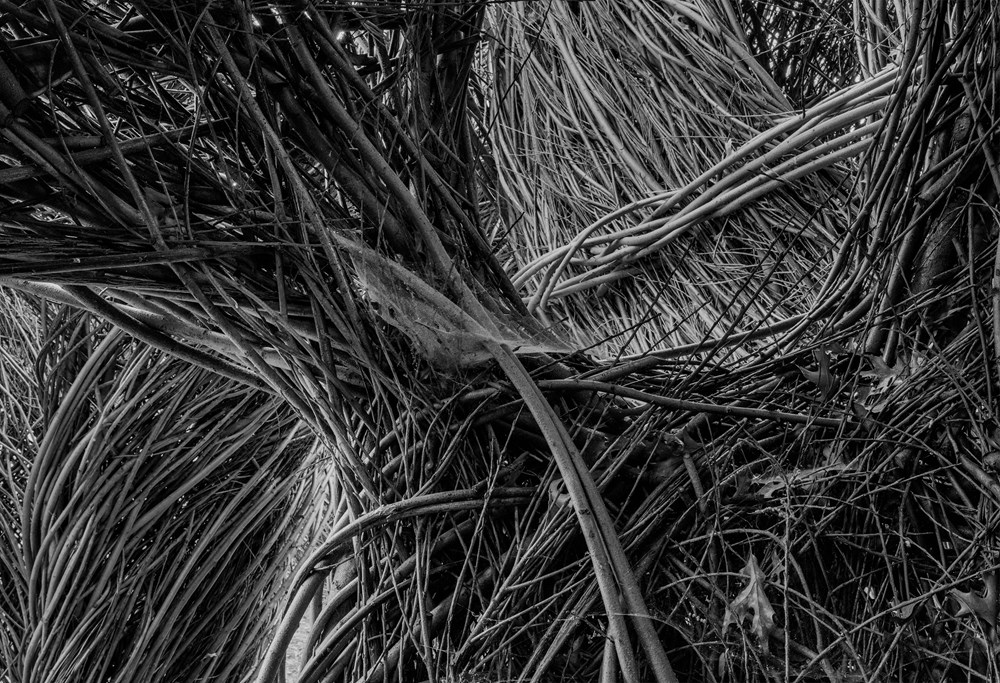 Patrick Dougherty   James Florio