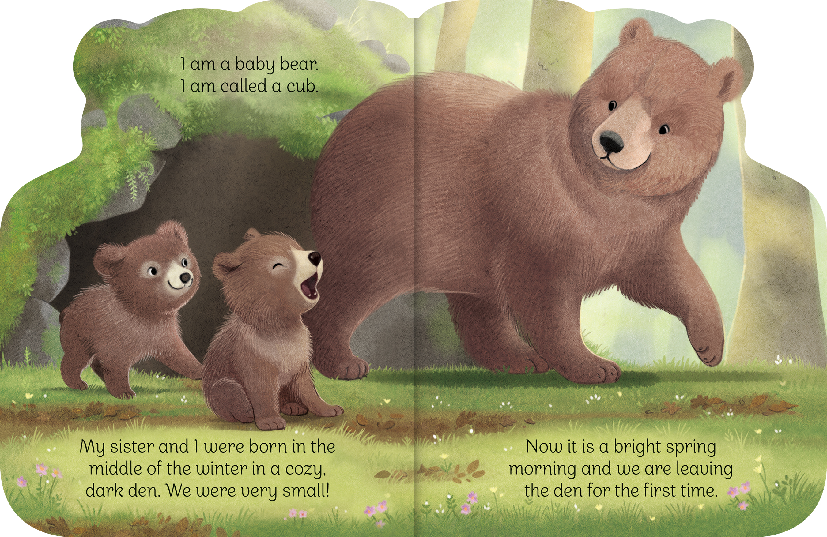 A Little Bear