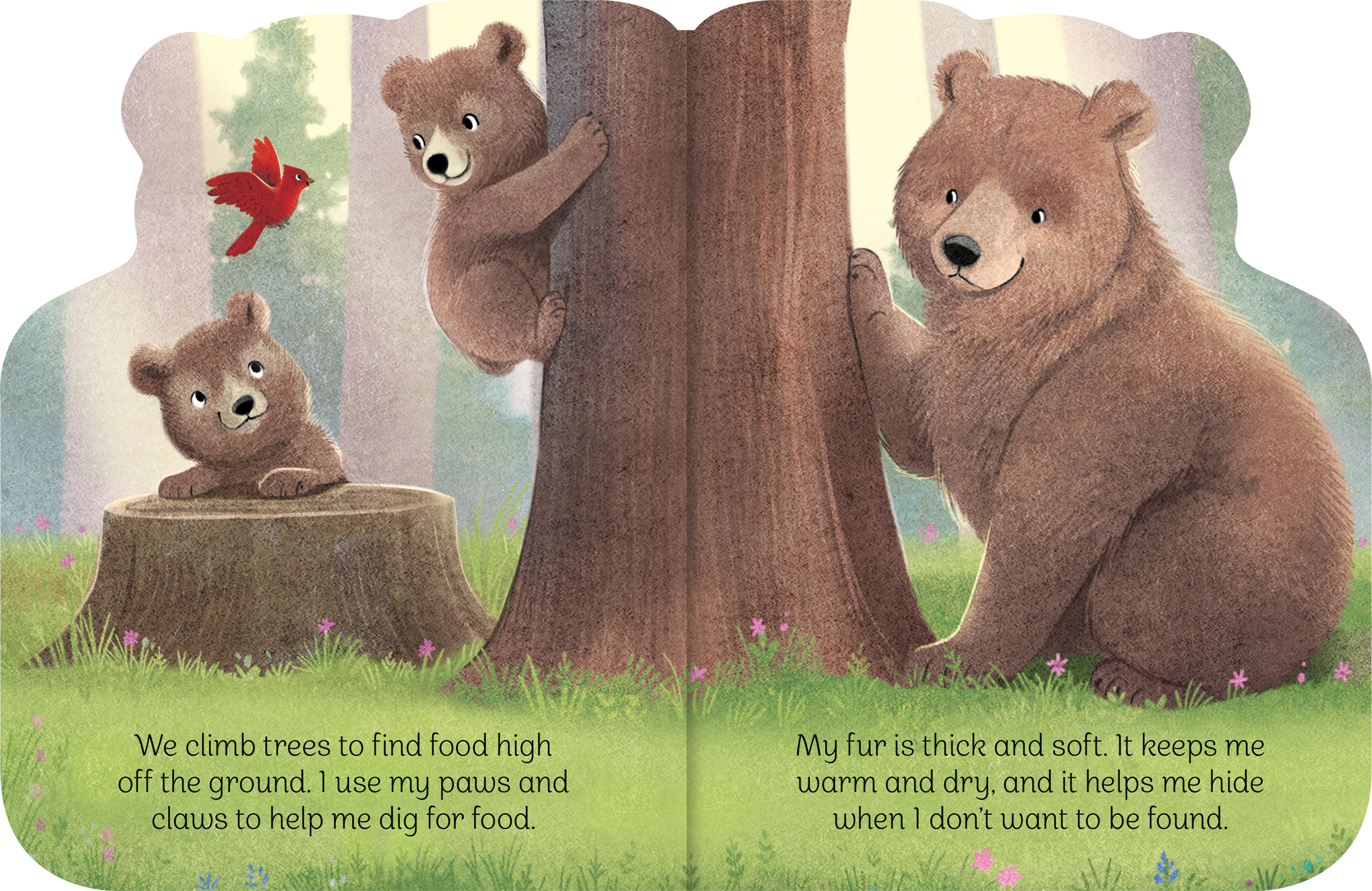 A Little Bear