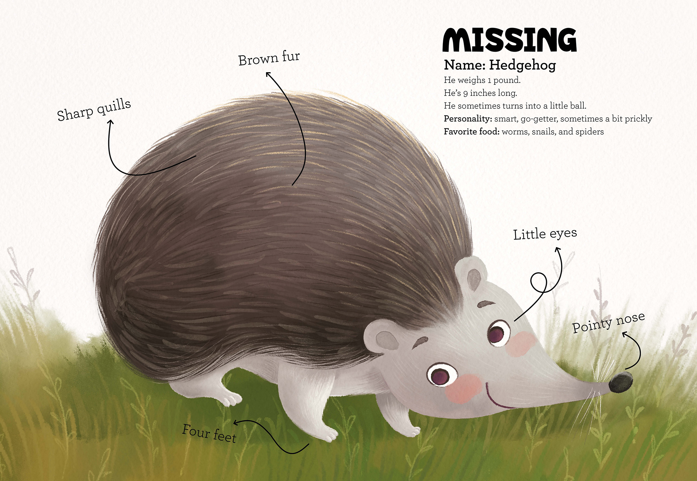 Pippa and the Missing Hedgehog