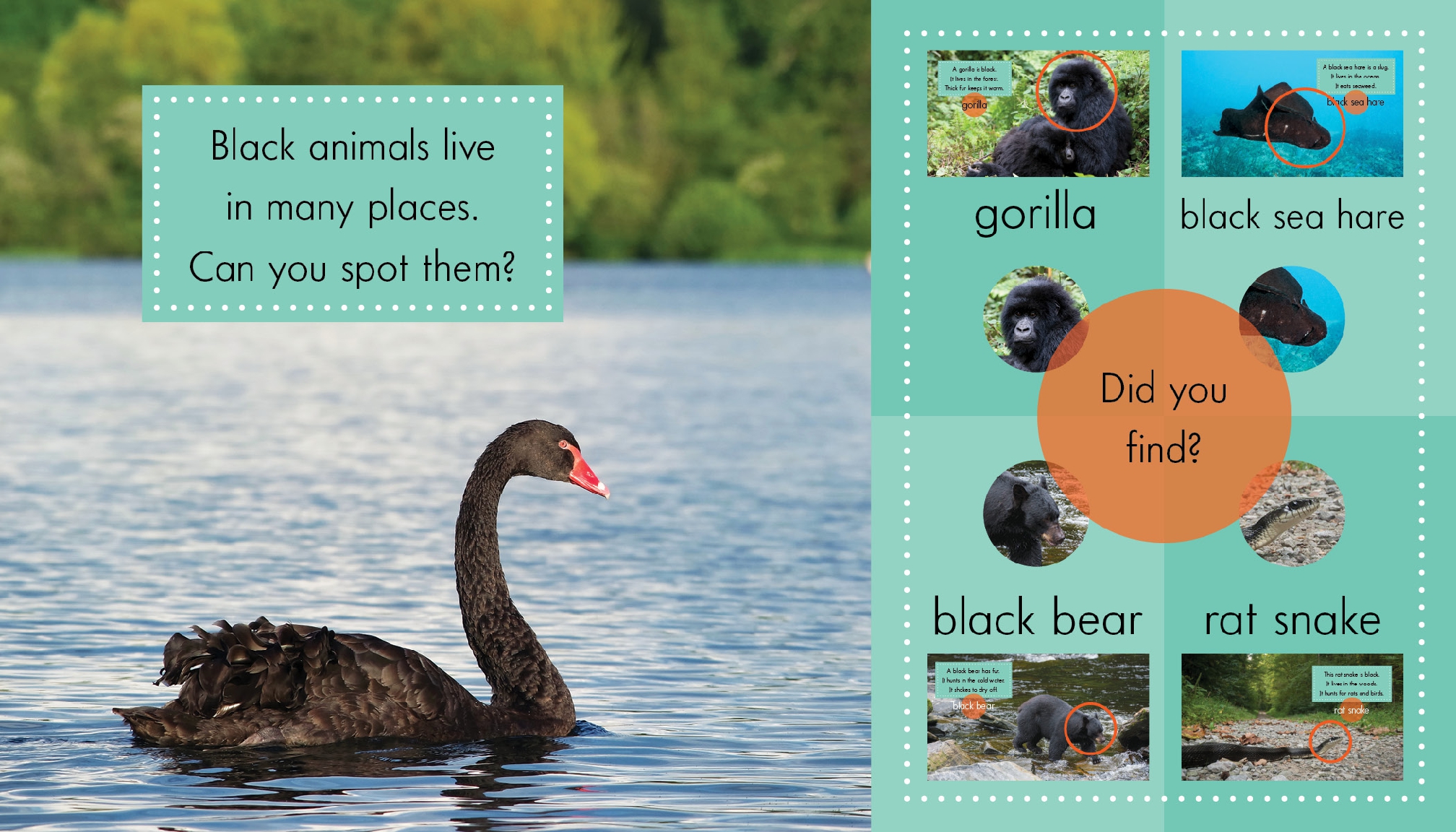Black Animals