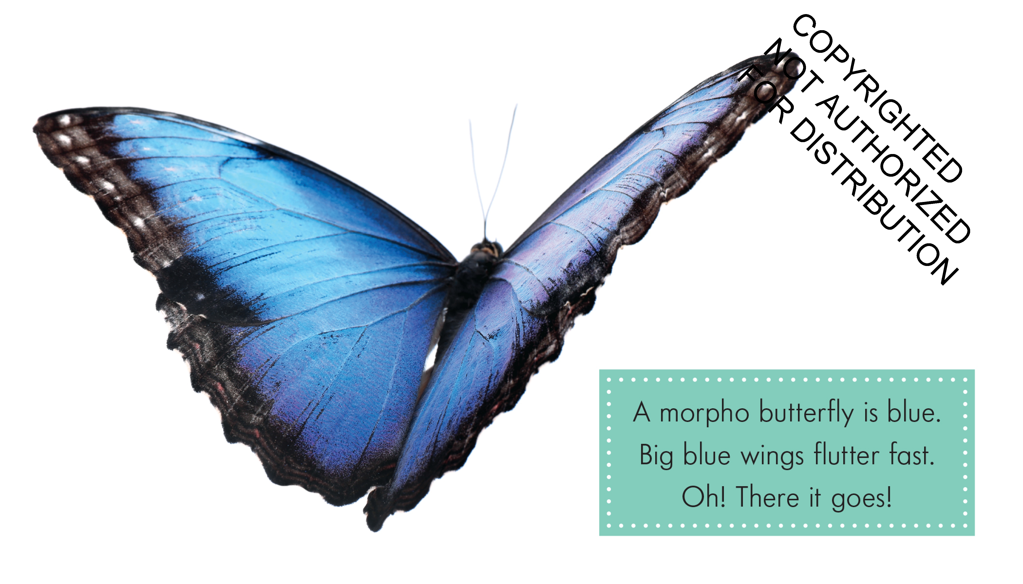 Blue Animals