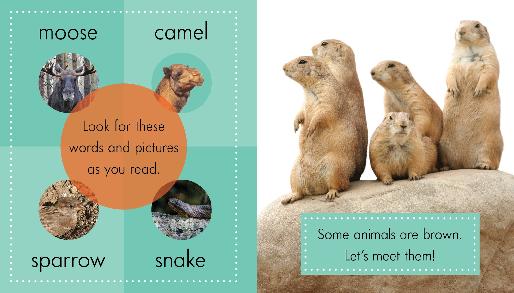 Brown Animals