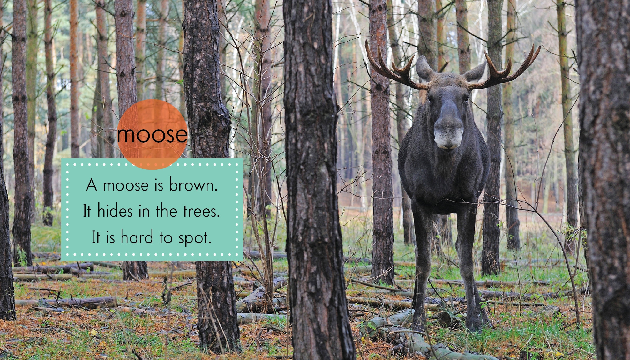 Brown Animals