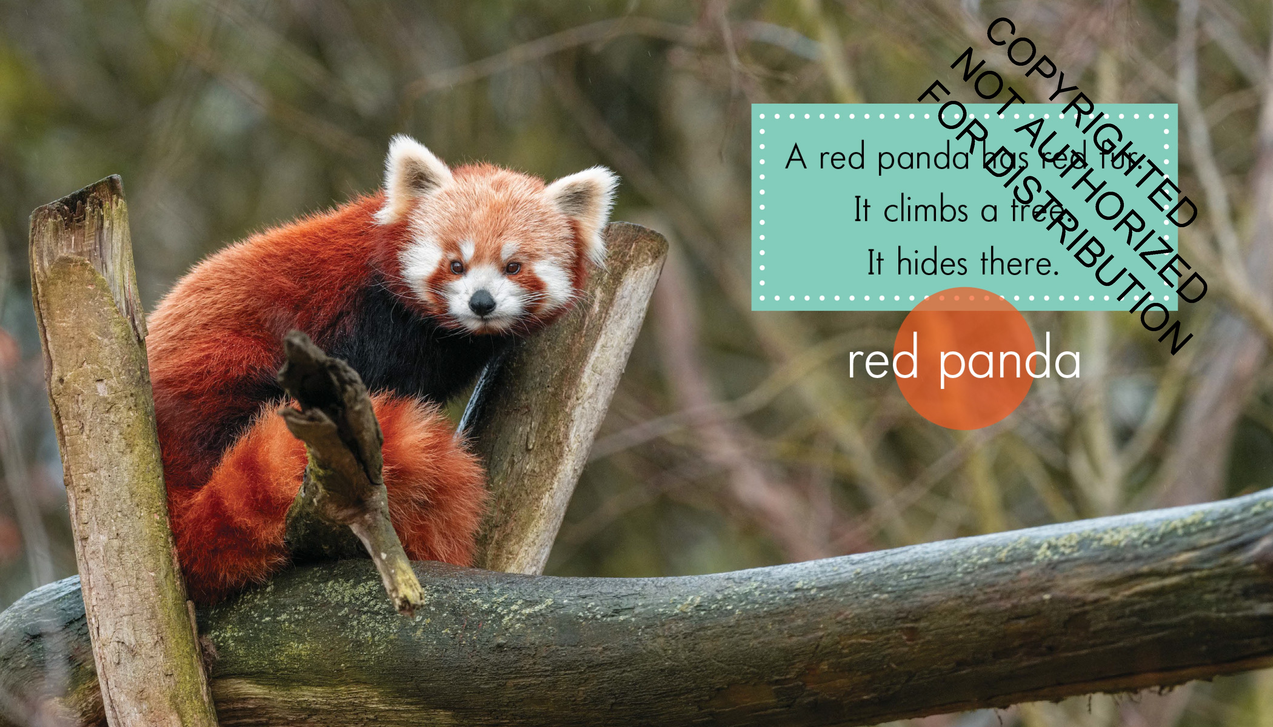 Red Animals