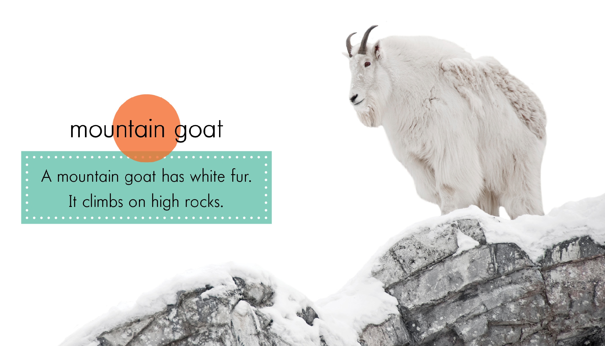 White Animals