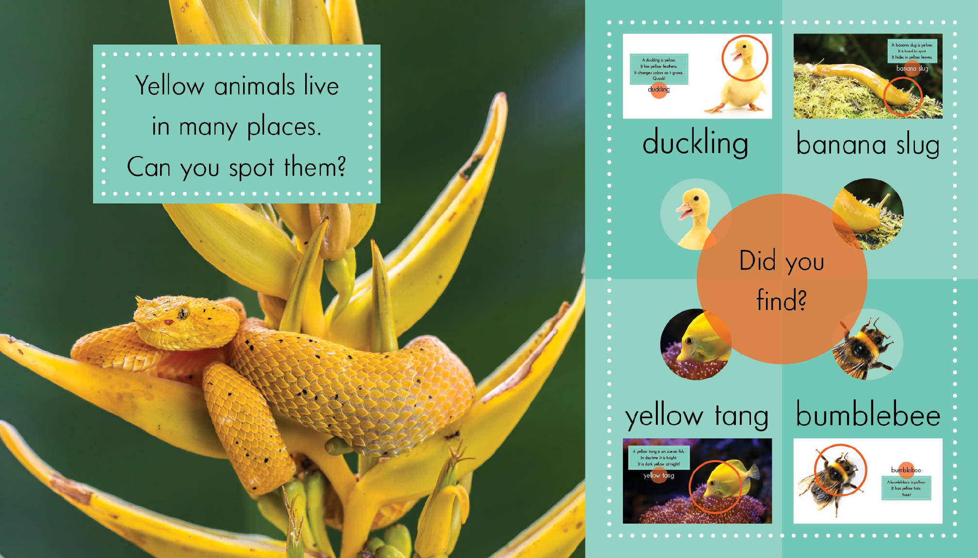 Yellow Animals