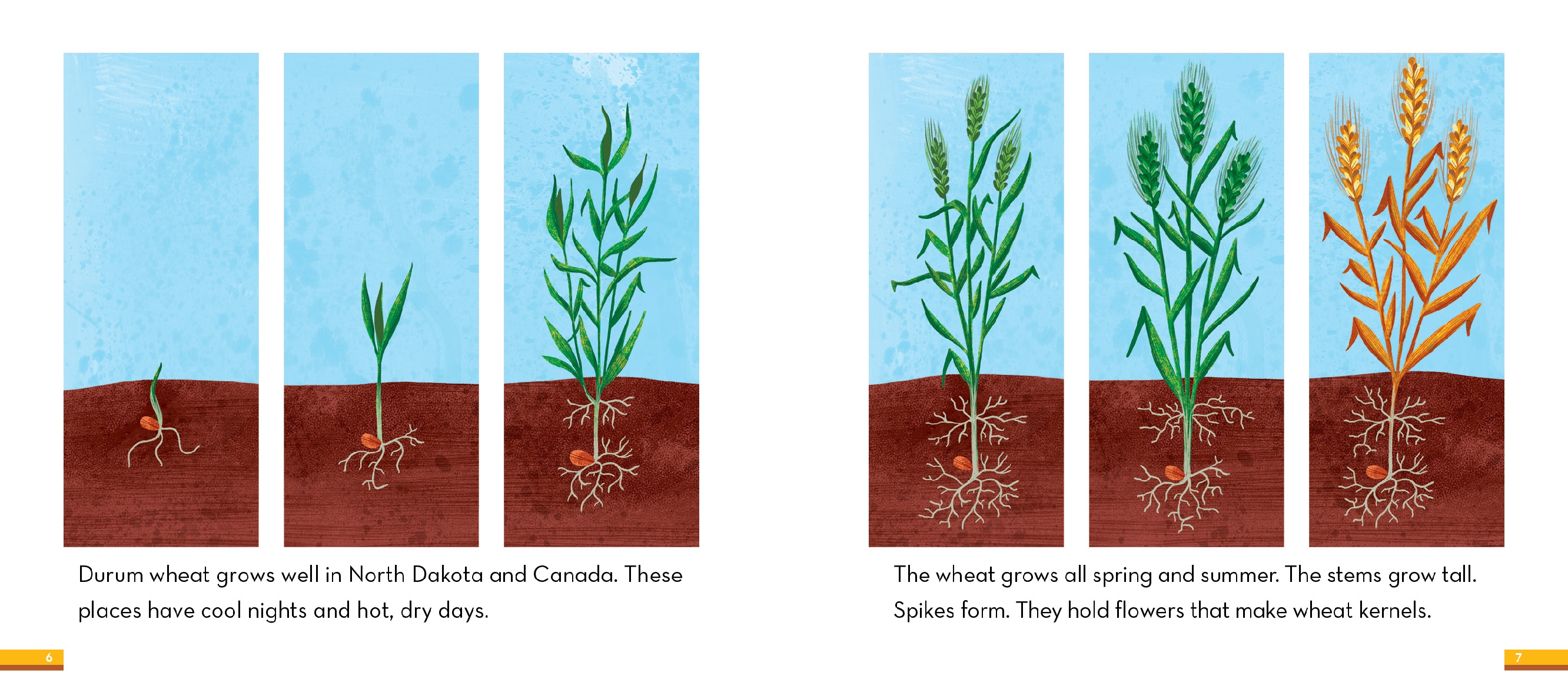 From Wheat to Pasta