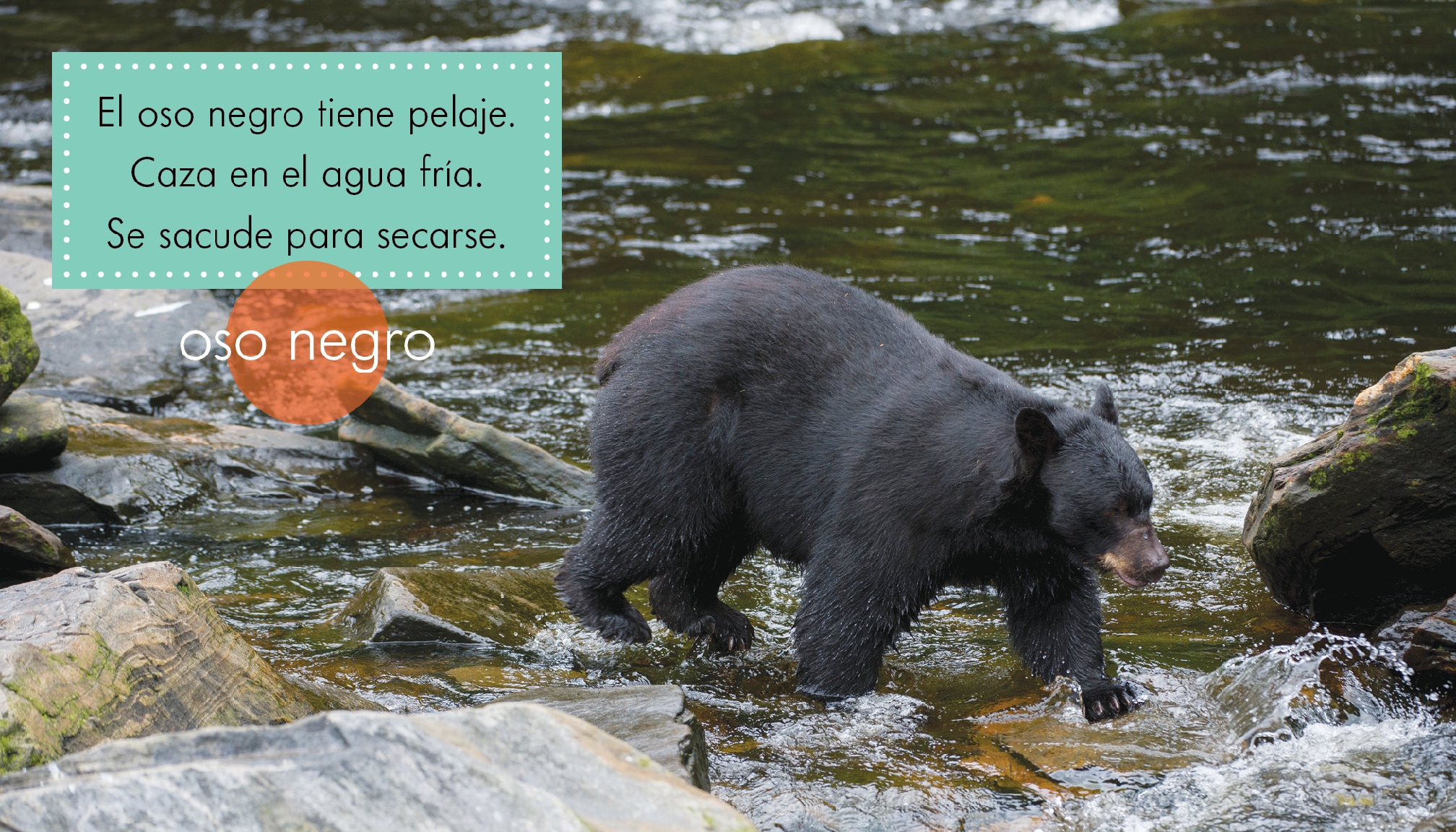 Animales negros