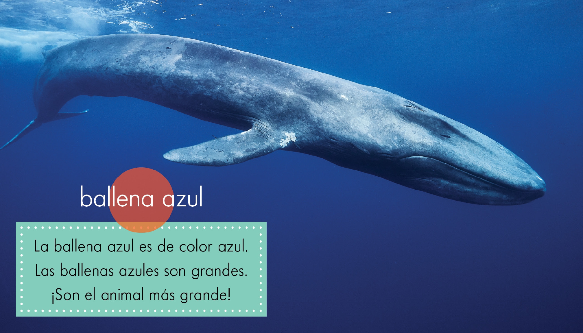 Animales azules