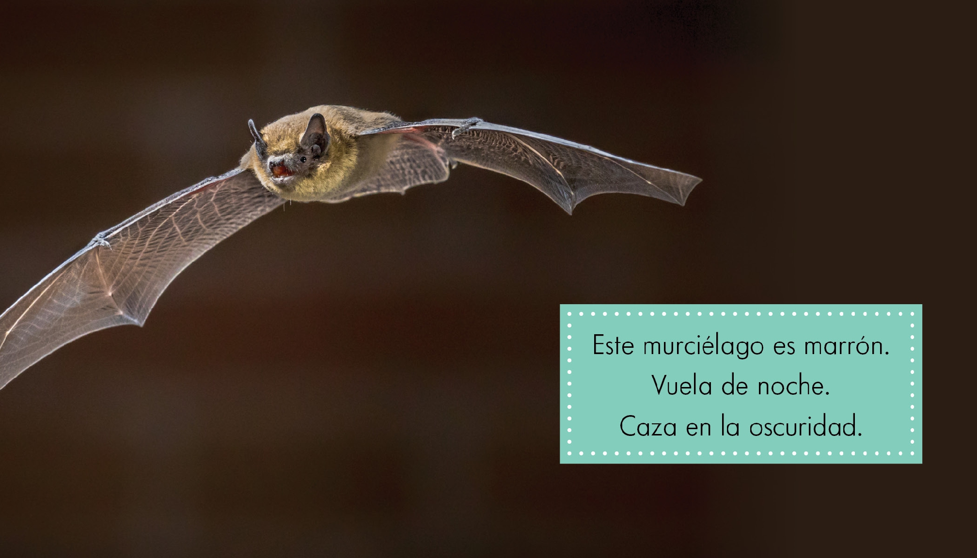 Animales marrones