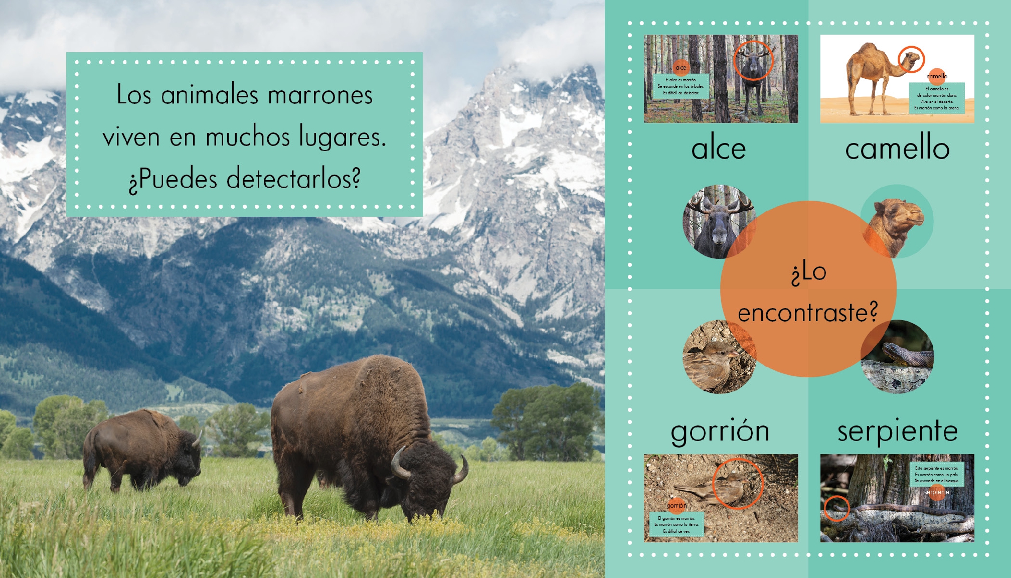 Animales marrones