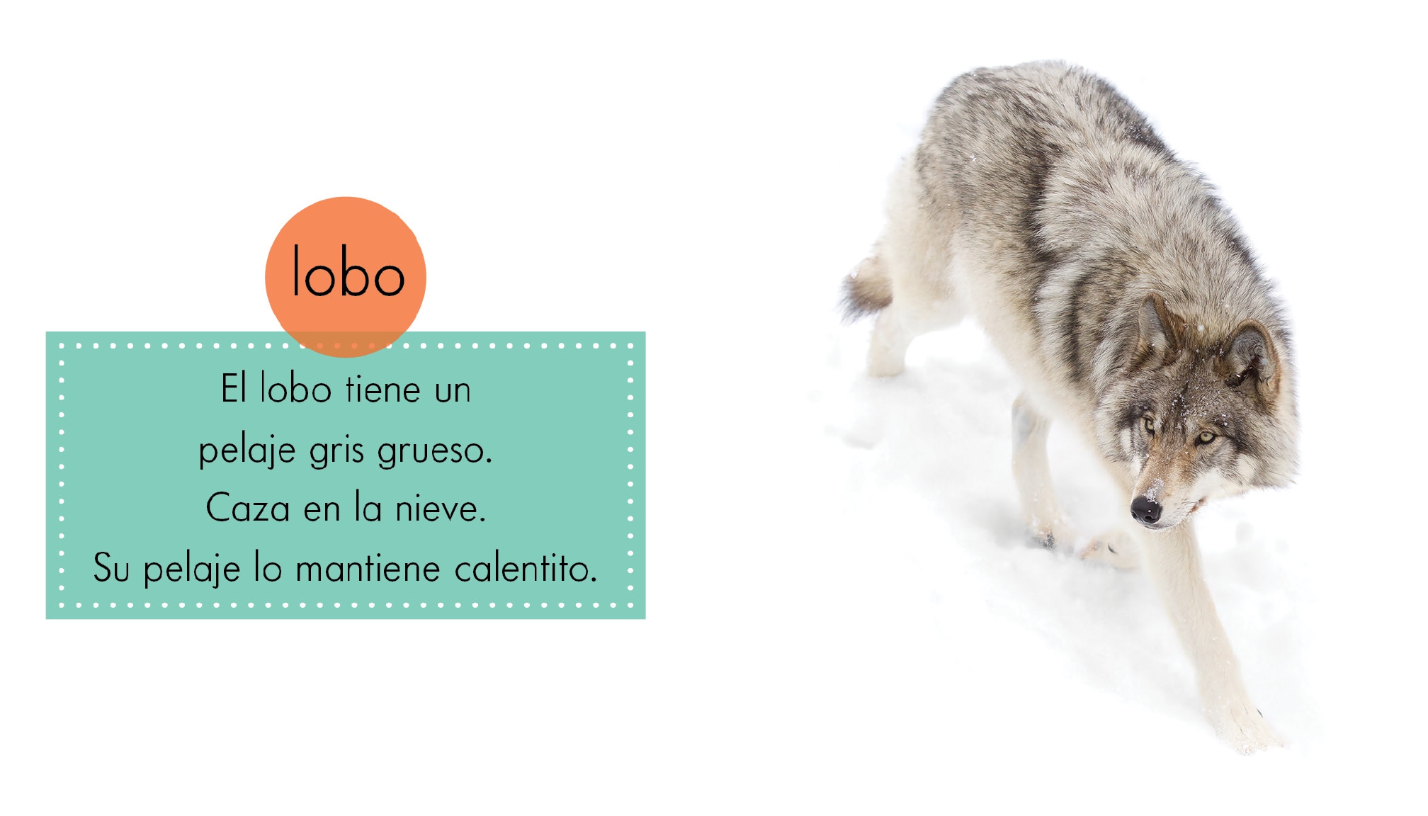 Animales grises
