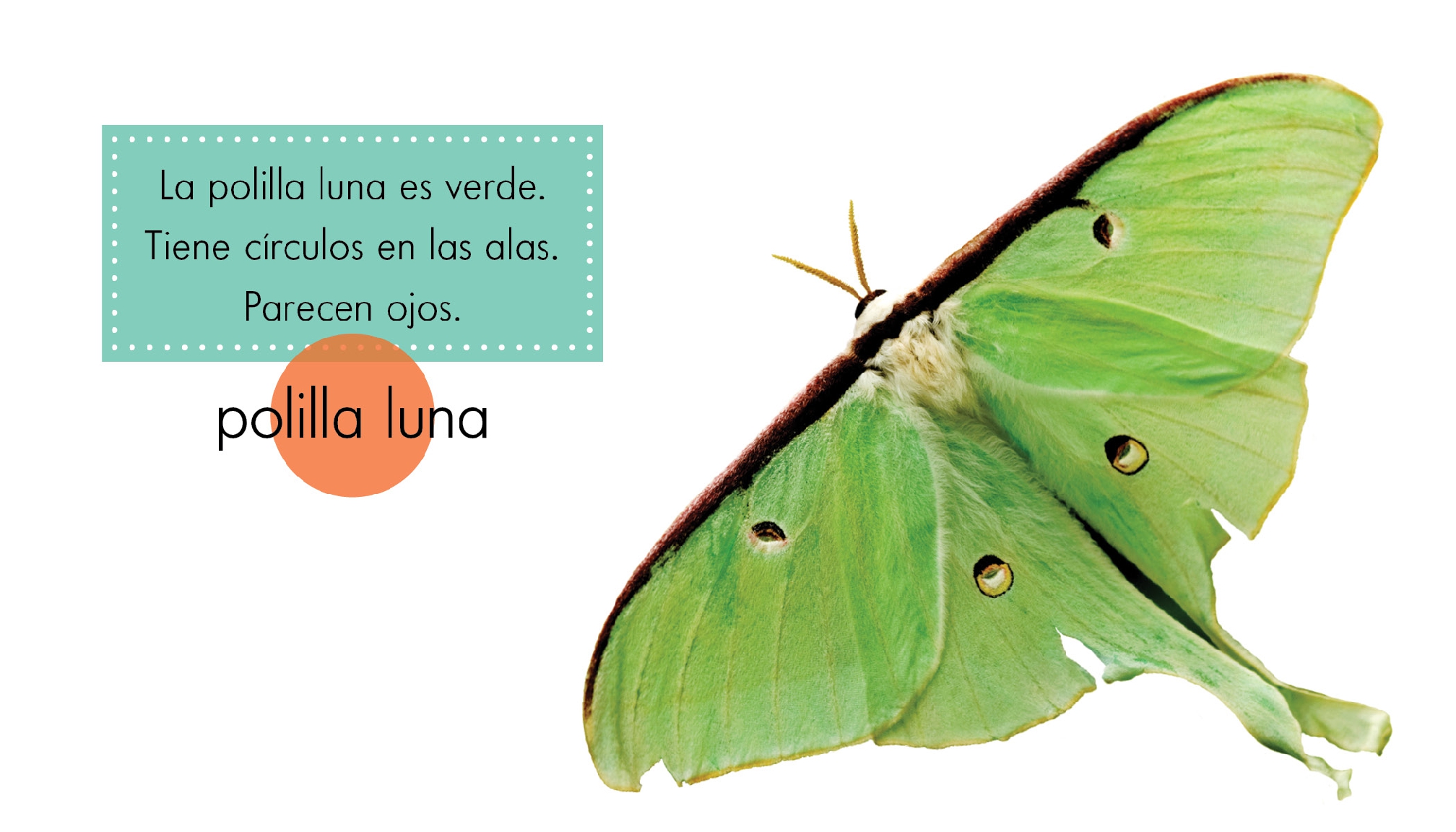 Animales verdes