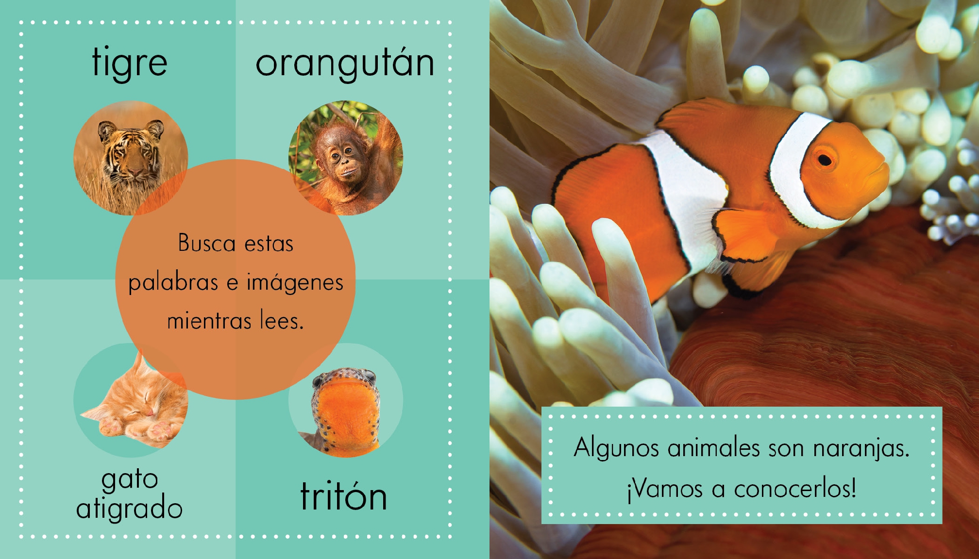 Animales anaranjados
